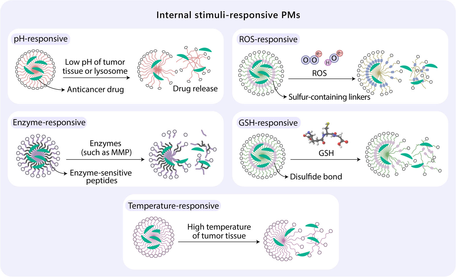 Figure 3
Internal SRMs. Micelles can be designed to respond to different intrinsic stimuli and release their cargo at the activation site. Internal stimuli can be natural characteristics of cancer cells, such as low pH and high levels of ROS, glutathione (GSH), and some enzymes (e.g., matrix metalloproteinases: MMPs) and high temperature.