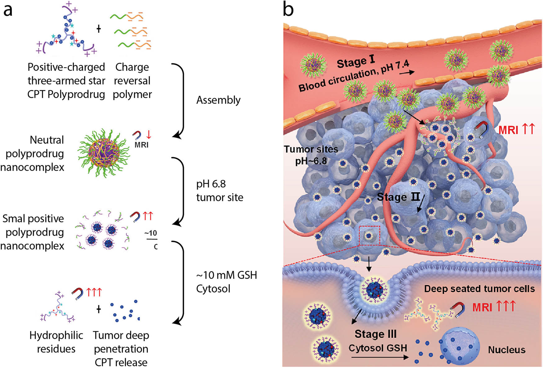 Figure 5 
                  An example of a multi-responsive PM. (a) Different parts of nanocomplexes self-assemble in the aqueous environment. Low pH degrades the outer layer, and high levels of GSH could destroy the core and release the drug. Moreover, these nanocomplexes are labeled with a magnetic resonance imaging contrast agent that gives them theranostic properties. (b) The nanocomplex is stable in the normal pH of the circulatory system (stage I). In tumor tissue, low pH causes the degradation of the outer layer and the release of small positive NPs (stage II). Next NPs enter cancer cells, and high levels of GSH in cytosol promote NP degradation and release of loaded cargo (stage III). Adapted with permission from [221] (copyright 2020 American Chemical Society).
               