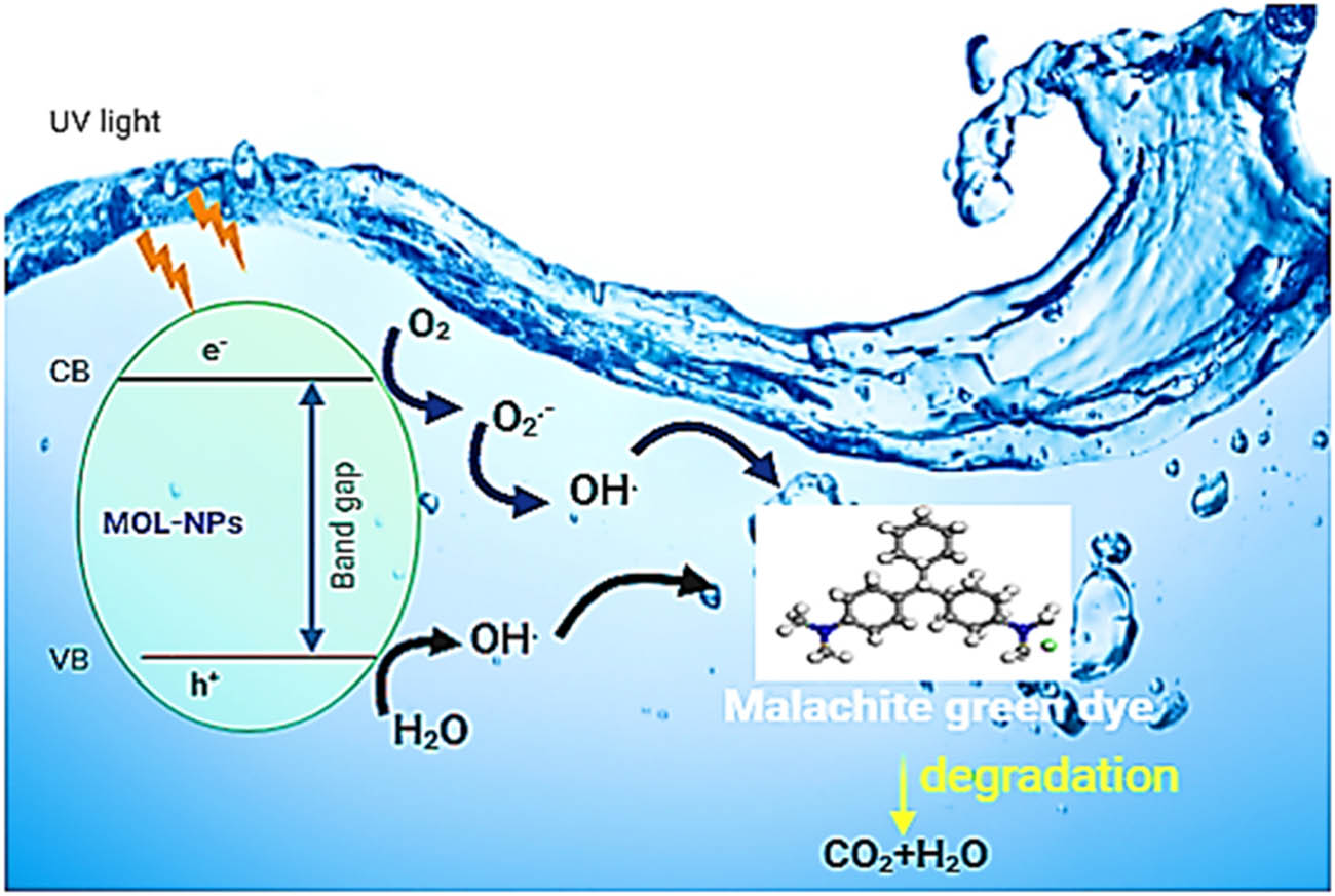 Figure 11 
                  Mechanism of MG dye photodegradation under UV light irradiation using MOL-AgNPs. MOL-AgNPs: Moringa oleifera silver nanoparticles.
               