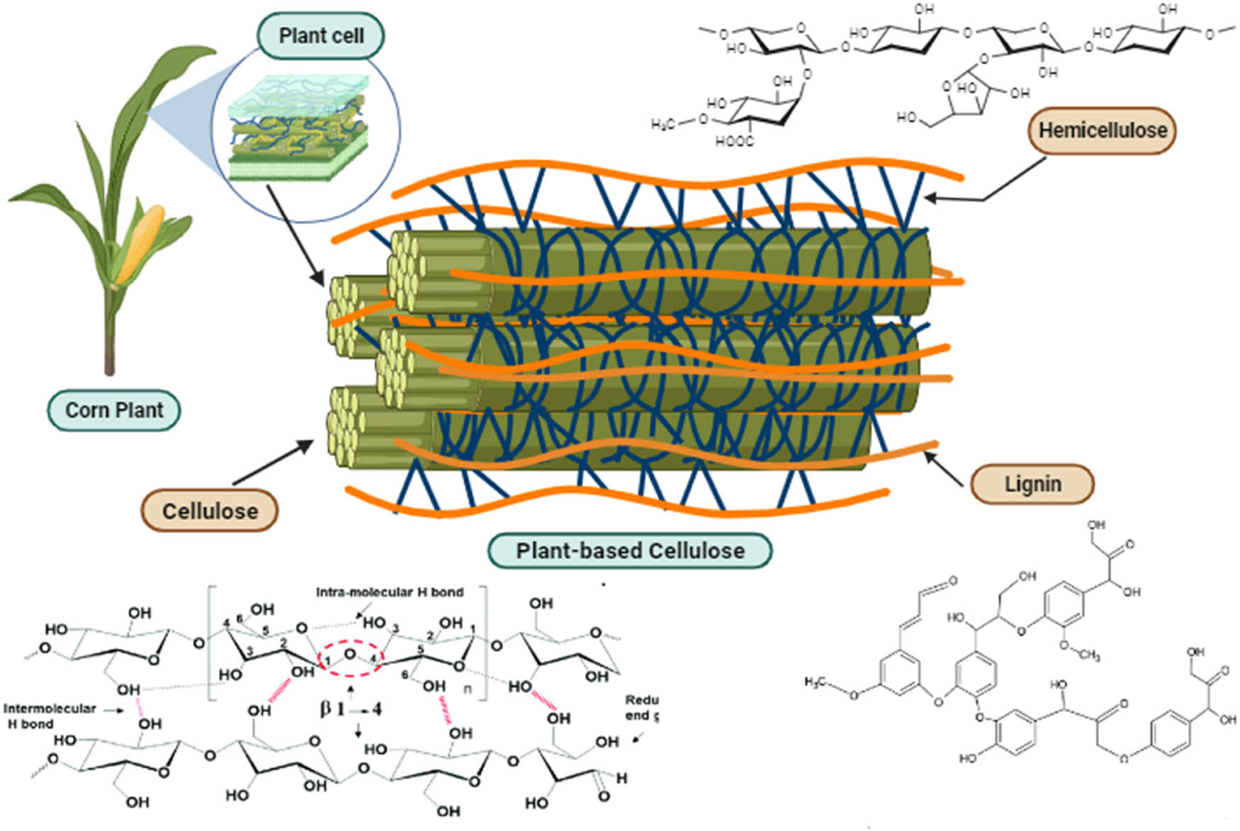 Figure 1
The main component of plant-based cellulose.