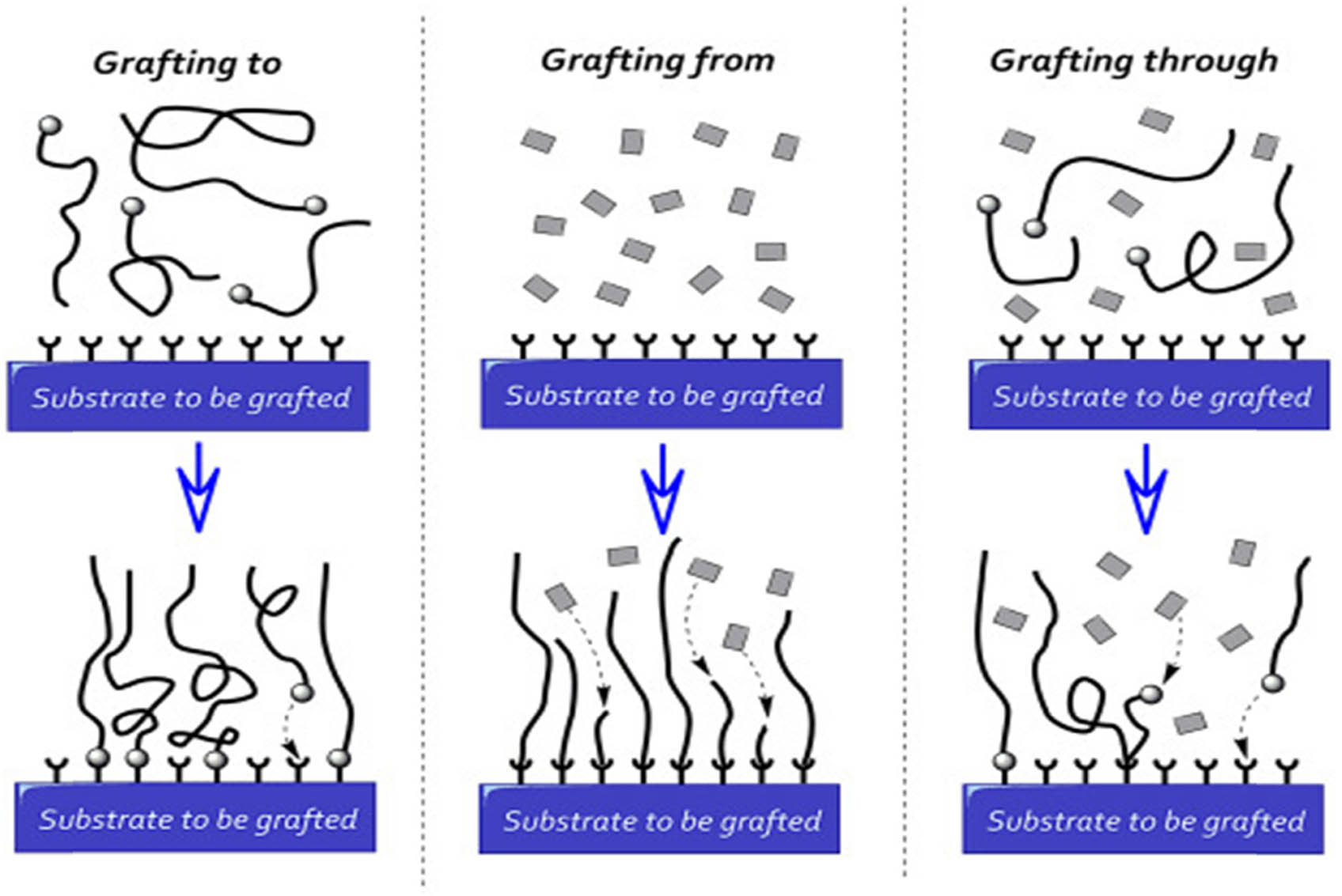 Figure 4 
               The “grafting to,” “grafting from,” and “grafting through” approaches for covalently immobilizing various moieties onto surfaces. Polymer chains are depicted with thick lines, circles represent reactive groups that can be either immobilized onto the substrate or used as a point for chain growth (in the case of grafting through), and squares represent the monomeric units being attached to the growing chain. Reproduced from Ref. [38].
            