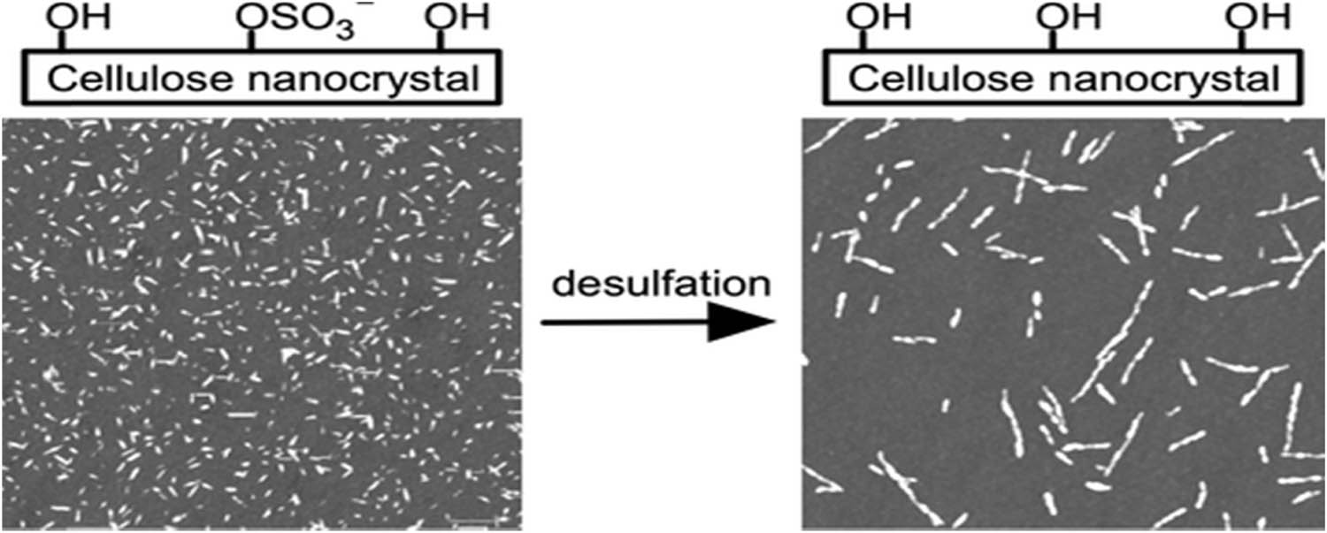 Figure 11 
                  SEM image depicting the desulfation process of nanocellulose. Reproduced from ref. [52].
               