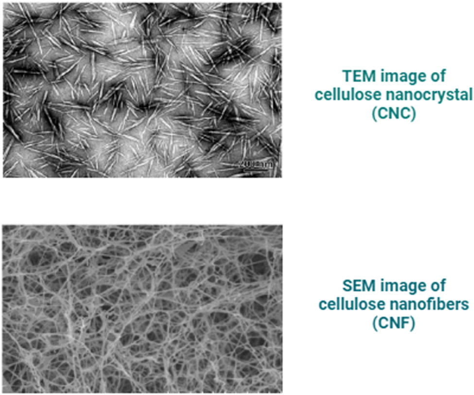 Figure 15
Shows the difference between the morphologies of CNC and CNF.