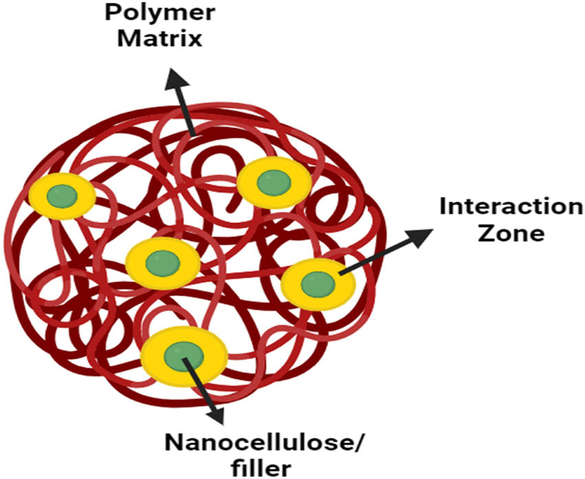 Figure 16
The interaction zone between the polymer matrix and the nanoparticles.