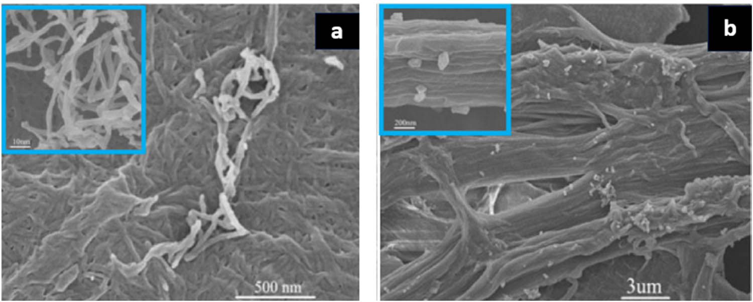 Figure 20 
                  The SEM image of (a) NCC and (b) NCC-UPy. Reproduced from Ref. [82].
               