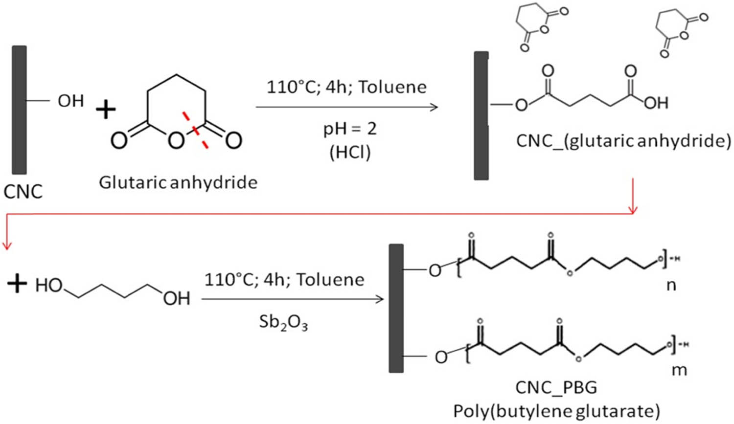 Figure 24 
                  The two steps in situ polymerization reaction to synthesis nanocellulose grafted PBG. Reproduced from Ref. [72].
               