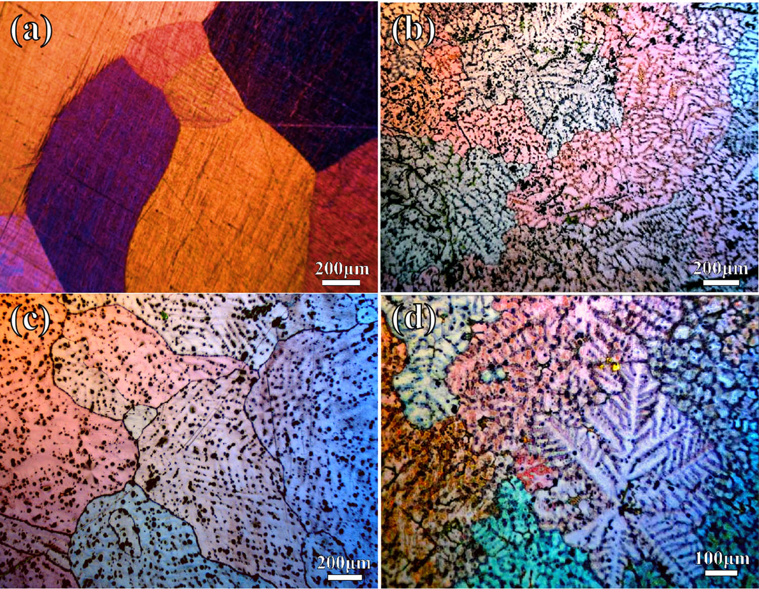 Figure 2 
                  OM of Mg alloy: (a) pure Mg, (b) Mg–5Gd, (c) Mg–10Gd, and (d) Mg–15Gd.
               