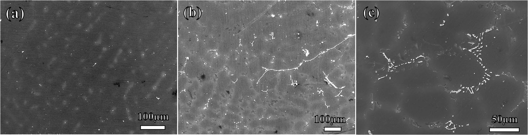 Figure 3 
                  SEM of Mg alloy: (a) Mg–5Gd, (b) Mg–10Gd, and (c) Mg–15Gd.
               