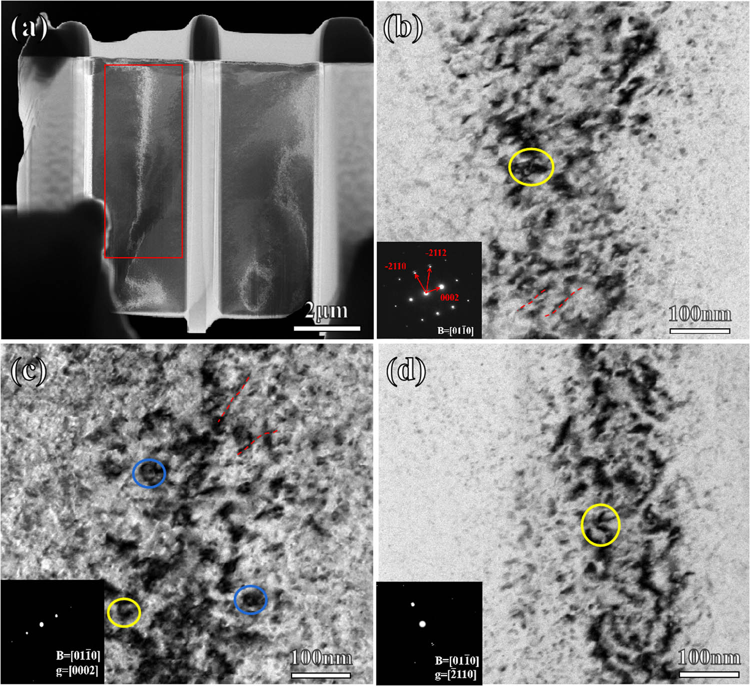 Figure 4 
                  TEM micrographs, under different diffraction vectors, near the [01
                        
                           
                           
                              
                                 
                                    1
                                 
                                 ̅
                              
                           
                           \bar{1}
                        
                     0] zone axis, depicting the microstructure of Mg–15Gd alloy after Au ion irradiation. (a) Target area within the red box on the FIB sample. (b) Along the [01
                        
                           
                           
                              
                                 
                                    1
                                 
                                 ̅
                              
                           
                           \bar{1}
                        
                     0] zone axis. (c) g = [0002]. (d) g = [
                        
                           
                           
                              
                                 
                                    2
                                 
                                 ̅
                              
                           
                           \bar{2}
                        
                     110]. Yellow and blue circles represent 〈c + a〉 and 〈c〉 dislocation loops; the red dashed line indicates some uncollected point defects.
               