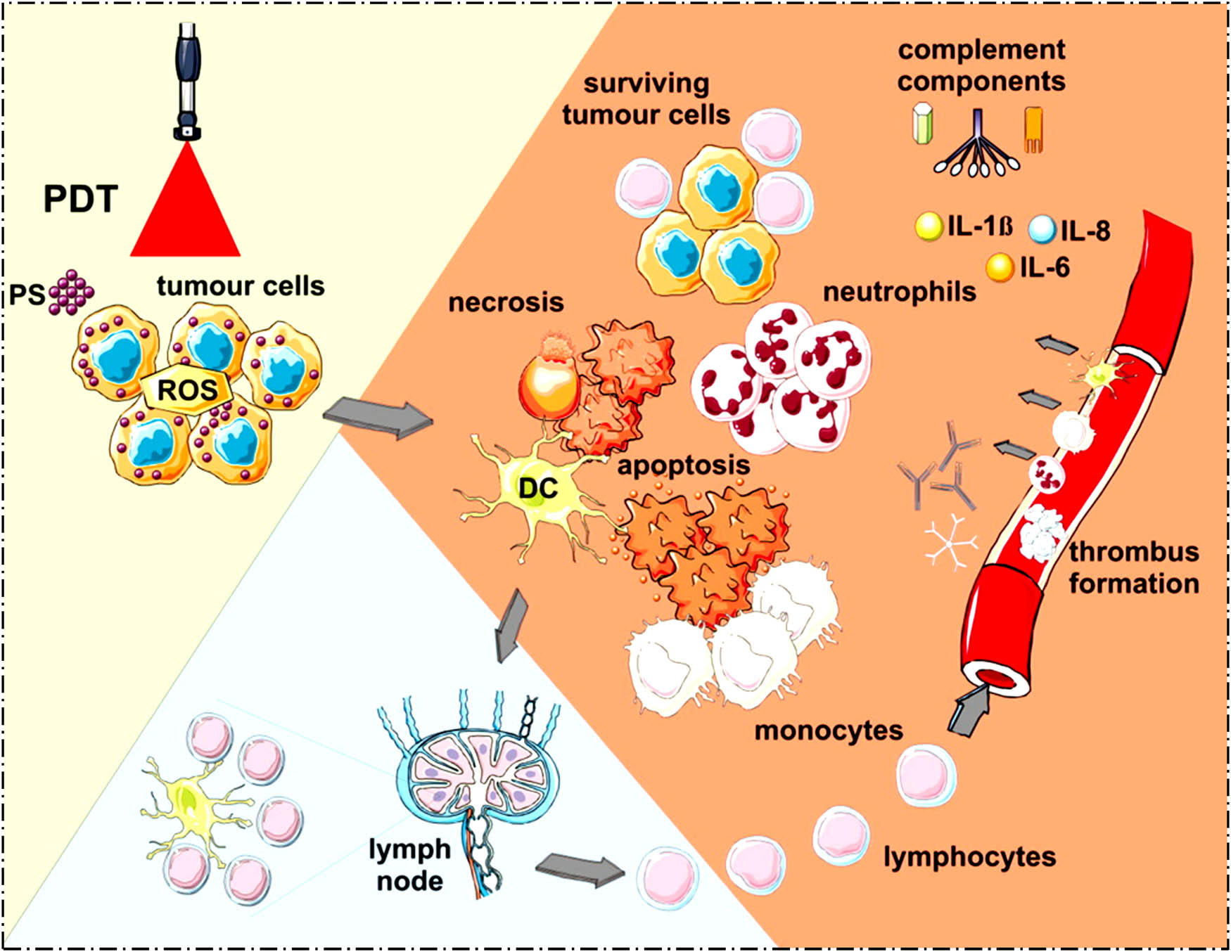Figure 2 
                  Apoptosis, necrosis, and related biological cascades initiated by intracellular ROS produced upon the excitation of PS in PDT. Reprinted with permission from ref. [31], Copyright 2019, American Chemical Society.
               