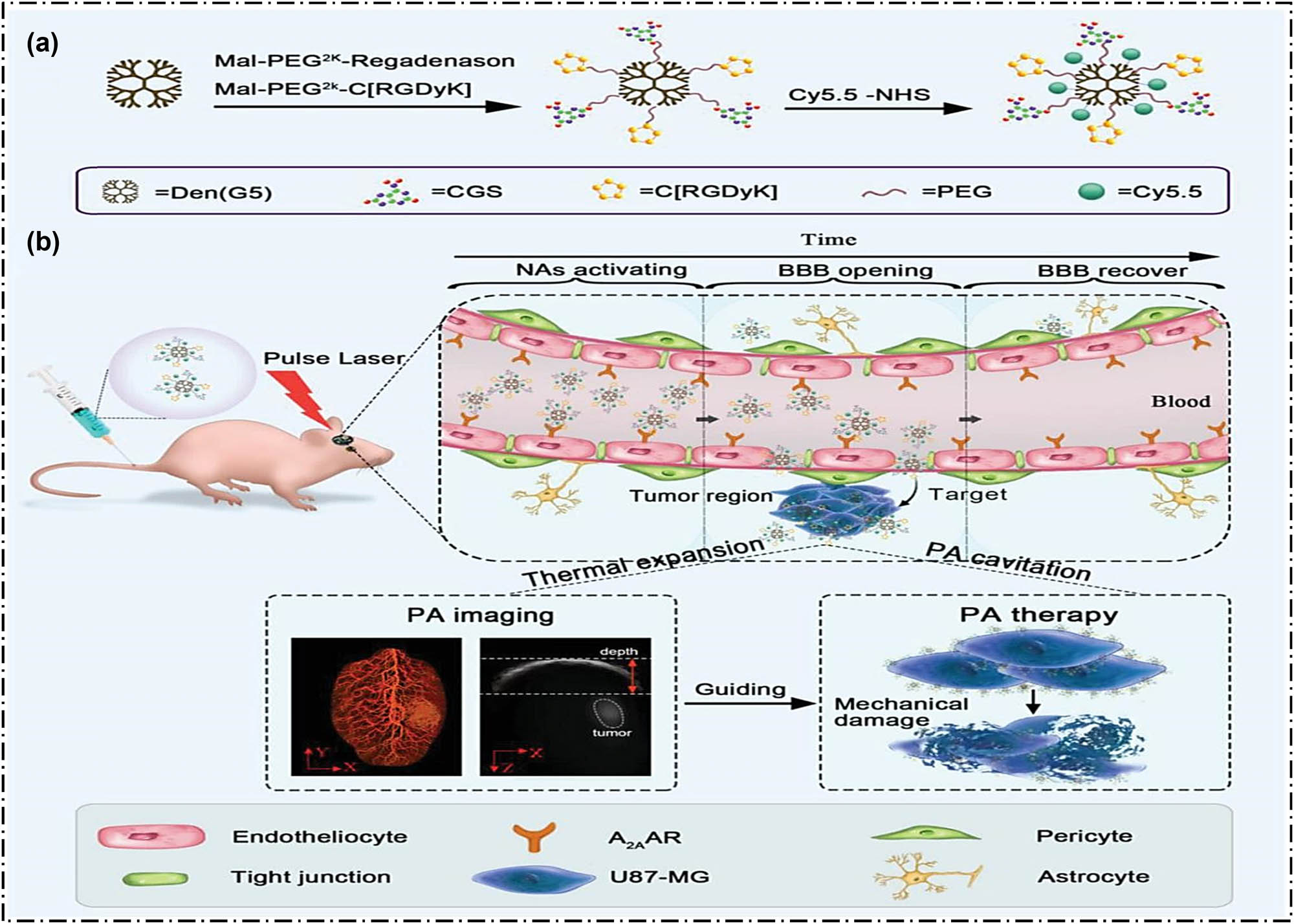 Figure 6 
                  (a) Preparation of the Den-RGD/CGS/Cy5.5 nanoparticles and (b) utilization of Den-RGD/CGS/Cy5.5 in PA precision glioblastoma therapy. Reprinted with permission from ref. [190], Copyright 2019 WILEY‐VCH Verlag GmbH & Co.
               
