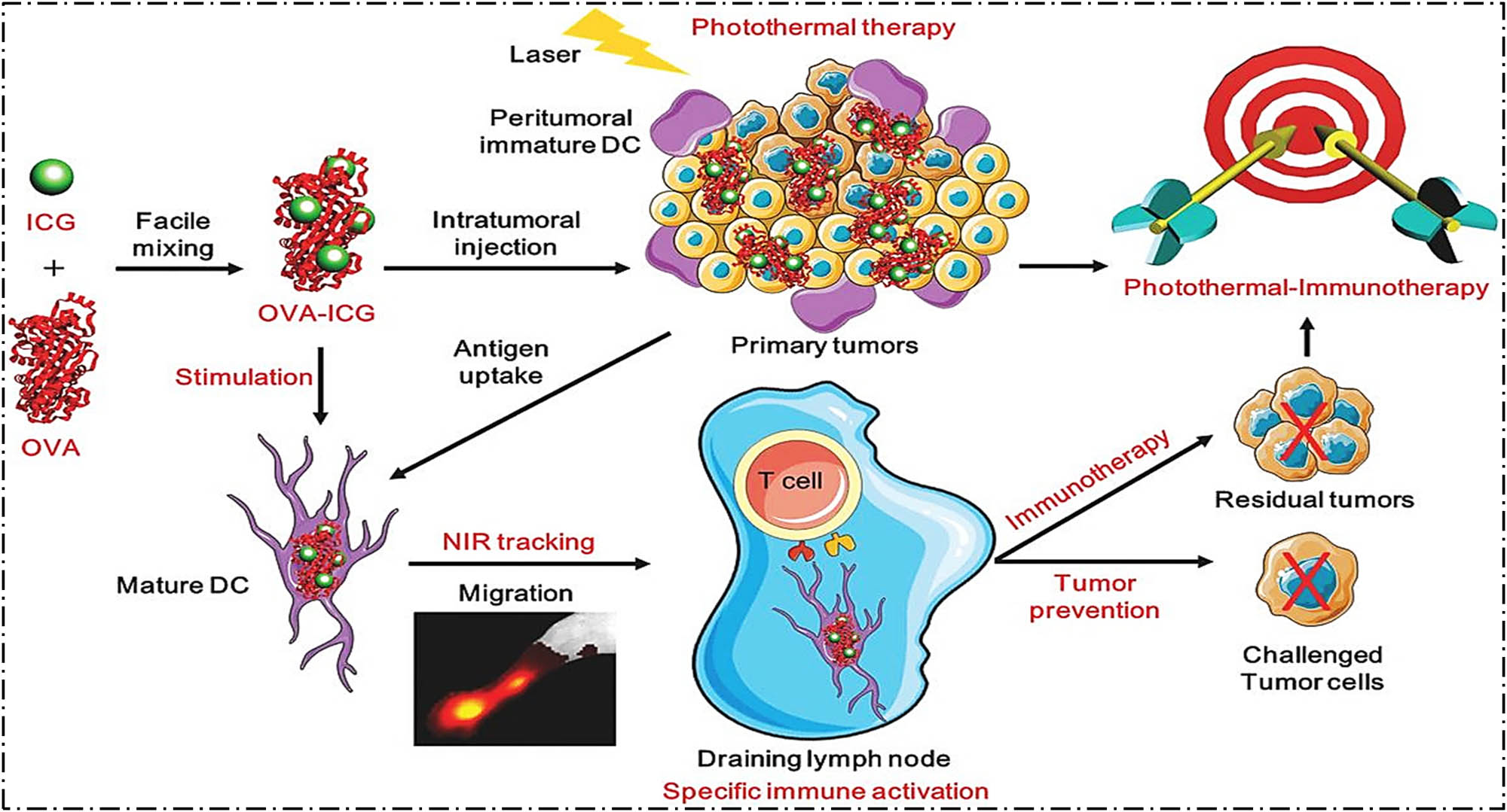Figure 7 
                     Preparation of OVA-ICG nanovaccines and their role in DC stimulation/tracking, photothermal-immunotherapy, and tumor prevention. Reprinted with permission from ref. [208], Copyright 2018 WILEY‐VCH Verlag GmbH & Co.
                  