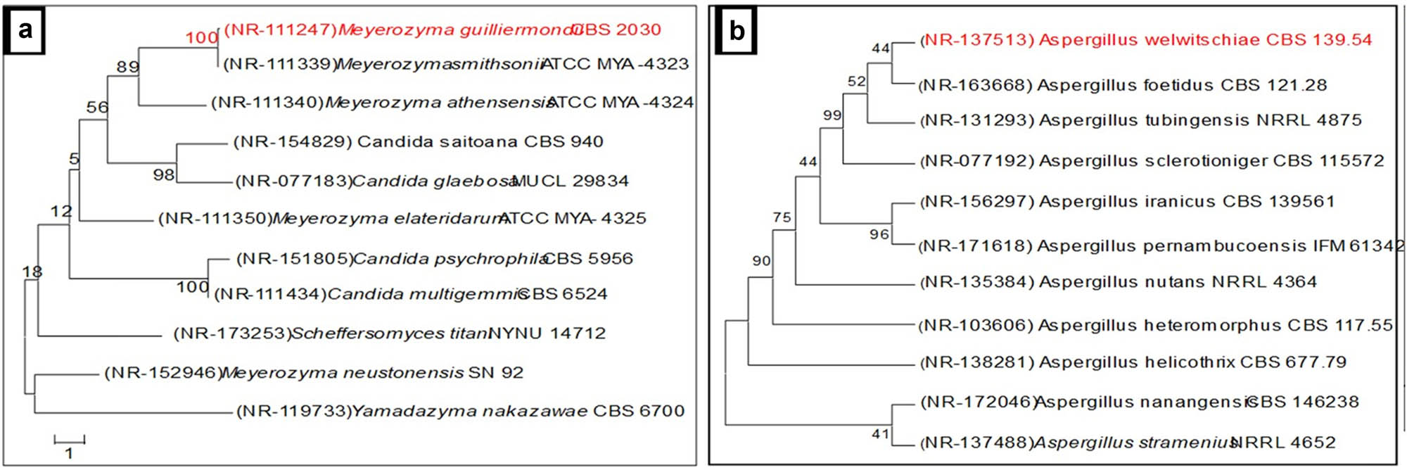 Figure 3 
                  Genotypic identification of M. guilliermondii (a) and A. welwitschiae (b).
               