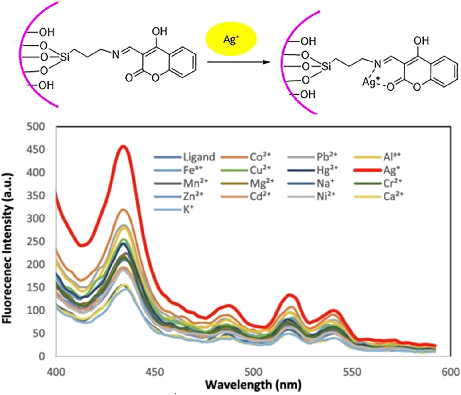 Figure 17 
                     Detection of Ag+ ions by SBA-Pr-NHC chemosensor through increasing fluorescence emission. Adapted from ref. [84] with permission. Copyright 2022 Elsevier.
                  