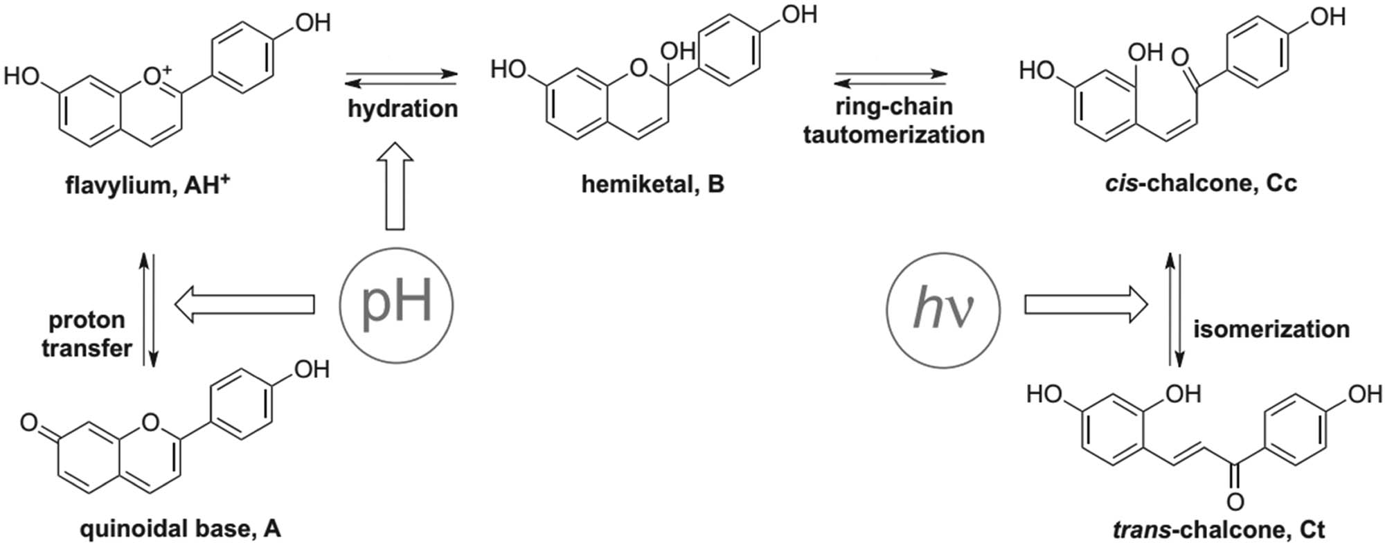 Scheme 14 
                        The photoisomerization of the flavylium with pH and light. Adapted from ref. [53] with permission. Copyright 2010 Royal Society of Chemistry.
                     