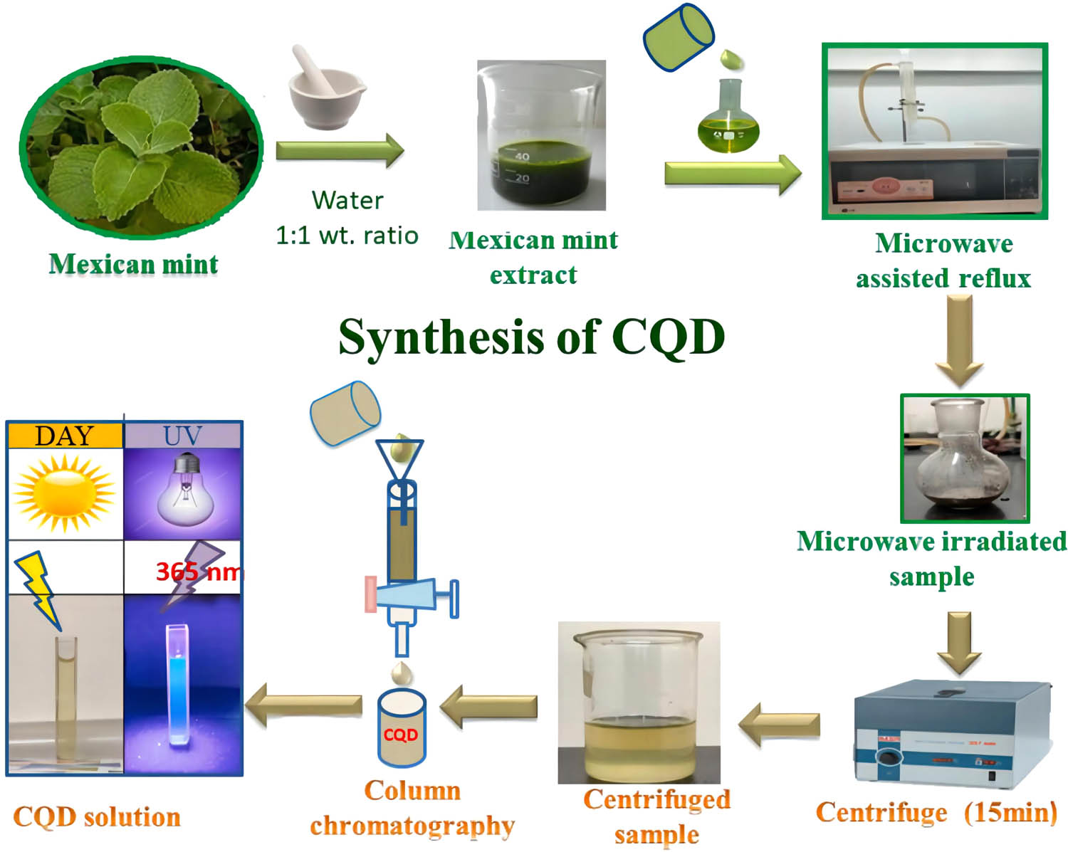 Figure 9 
                        Synthesis procedure of CQD derived from Mexican mint [66].
                     