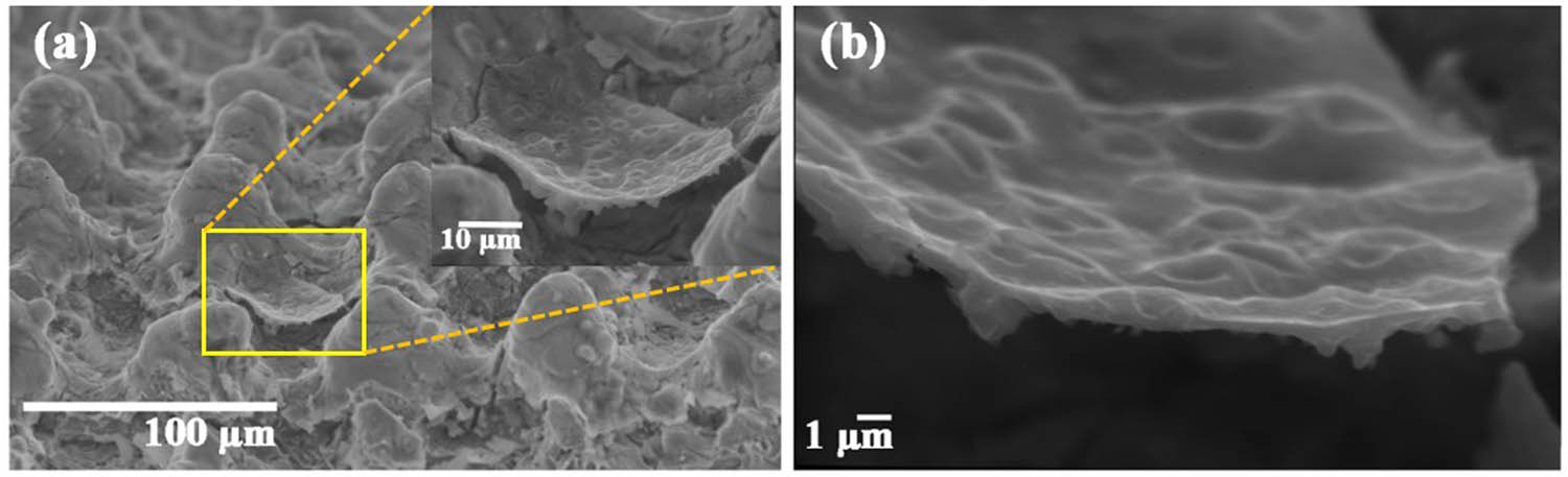 Figure 8
SEM images of separated PPy layer from the S8 surface with scale bars of 100 μm (a) and 1 μm (b).