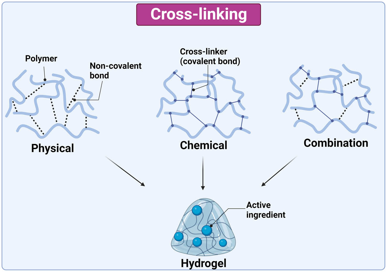 Figure 2 
                     Synthesis methods of hydrogels, their interaction, and encapsulation of active ingredient. The image was created with Biorender.com.
                  