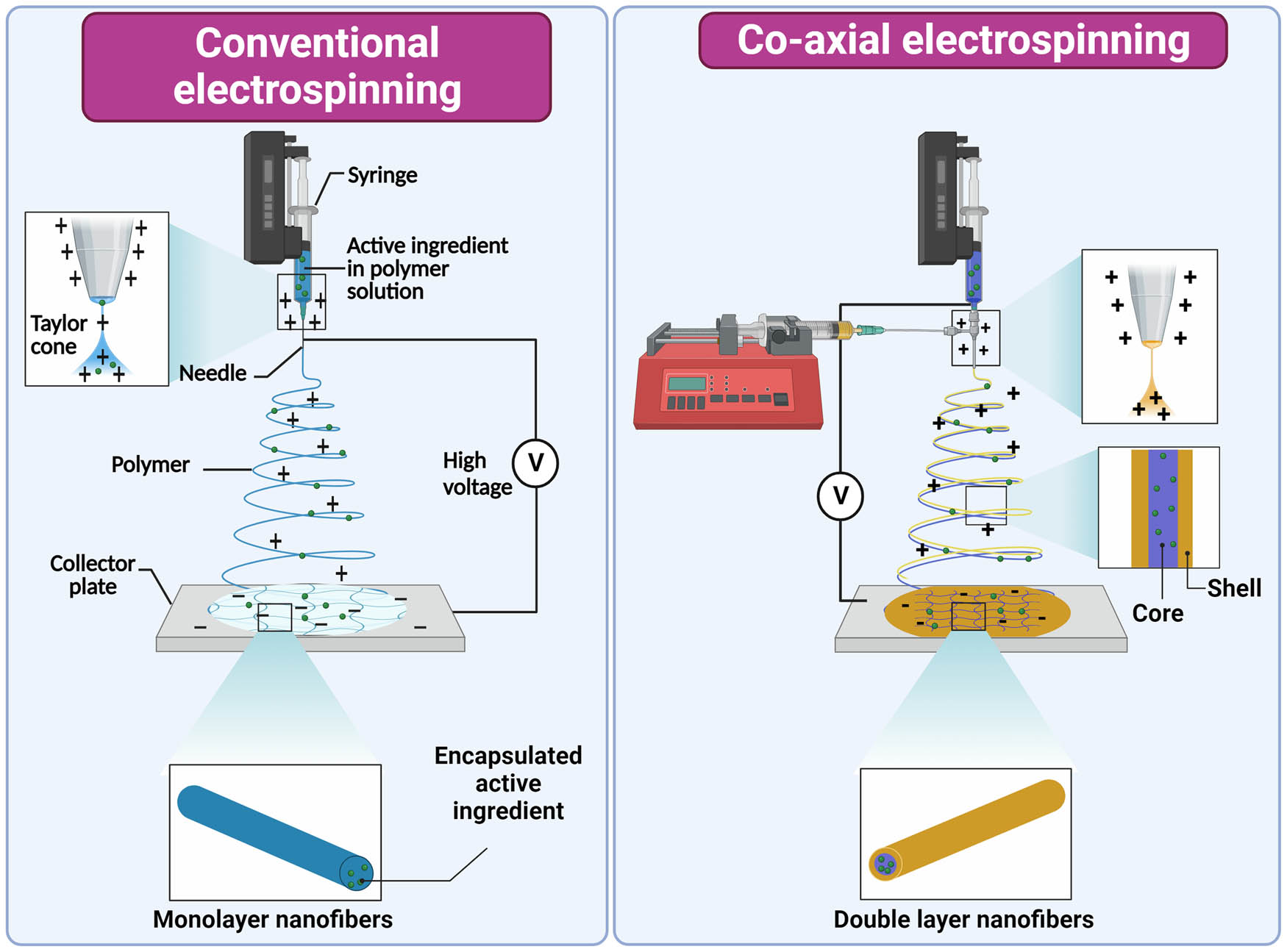 Figure 4 
                     Illustration of conventional and coaxial electrospinning and synthesis of mono and double-layered nanofibers. The image was created with Biorender.com.
                  