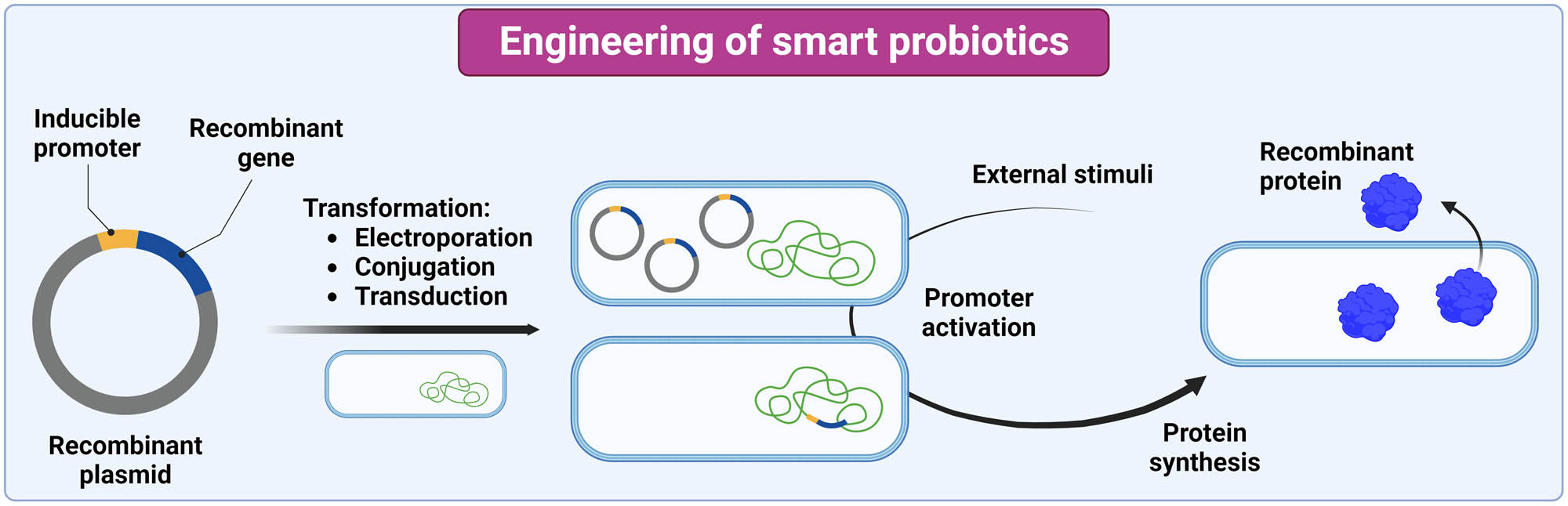 Figure 5 
                     Engineering of smart probiotics and synthesis of recombinant proteins. The image was created with Biorender.com.
                  