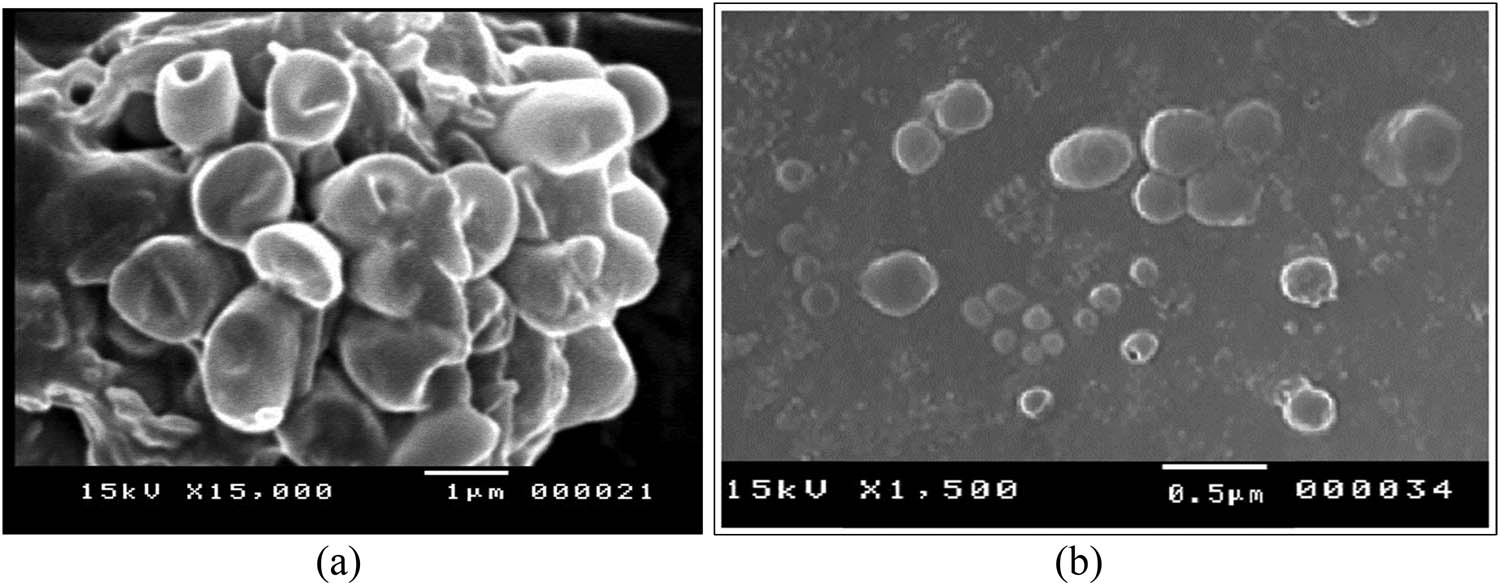 Figure 8 
                  SEM of the (a) empty niosomes and (b) CLZ-loaded niosomes, formulation (F10).
               