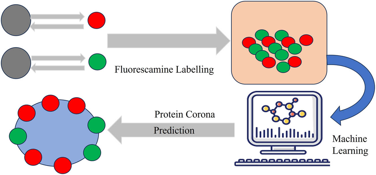 Figure 5
Fluorescence levels to correlate with the number of associated proteins in the corona of various NMs.