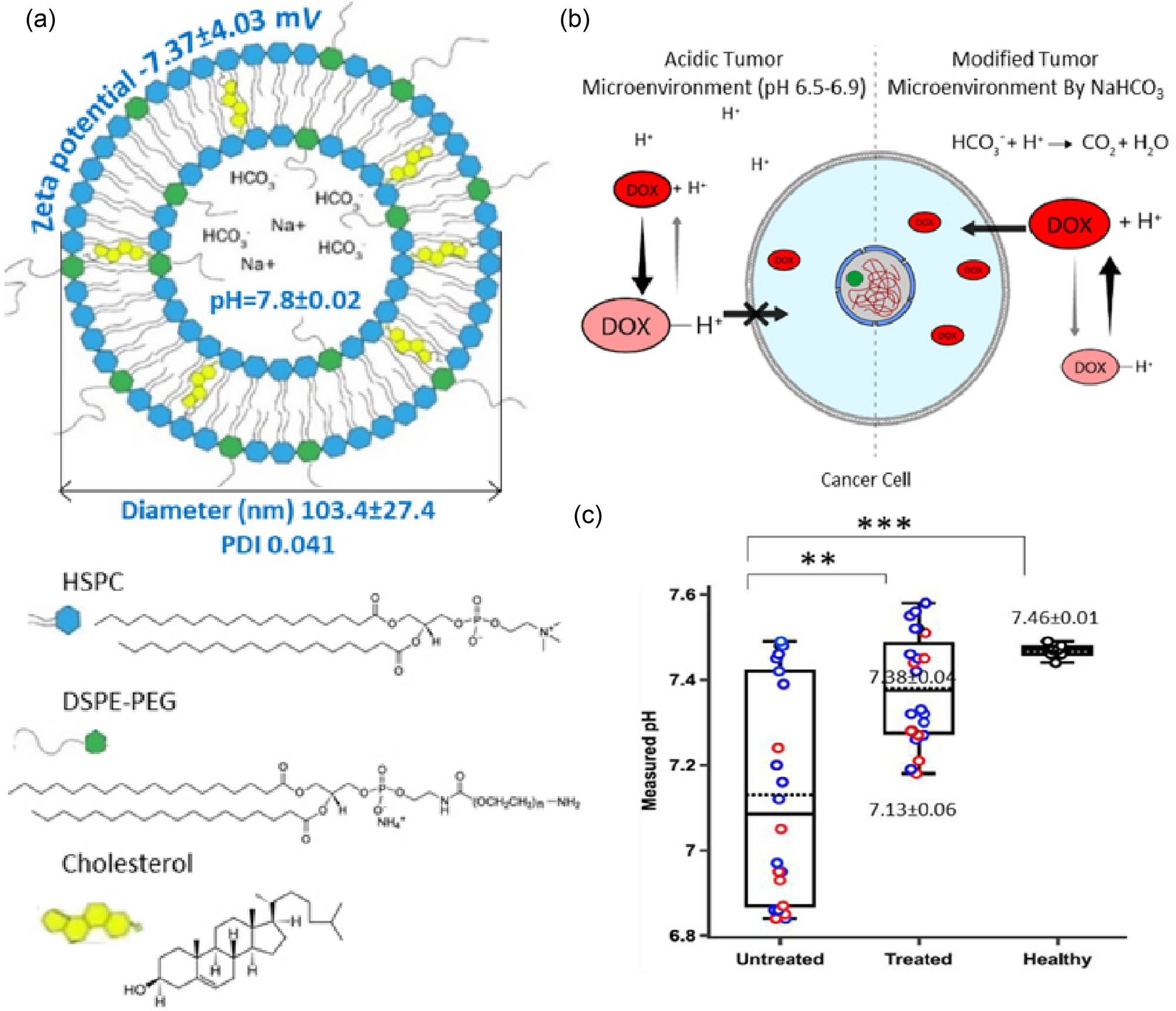 Figure 7 
               Liposomes loaded with sodium bicarbonate and doxorubicin. (a) Liposomes encapsulating sodium bicarbonate were constructed of hydrogenated soybean phosphatidylcholine, cholesterol, and PEG-distearoyl-phosphoethanolamine. (b) Schematic diagram of the effect of pH on the efficacy of doxorubicin. (c) The pH value was 7.38 ± 0.04 in the liposomal bicarbonate-treated group, 7.13 ± 0.06 in the untreated tumor, and 7.46 ± 0.01 in healthy mammary fat pad. Reproduced from Ref. [77]. Copyright 2019, Elsevier.
            