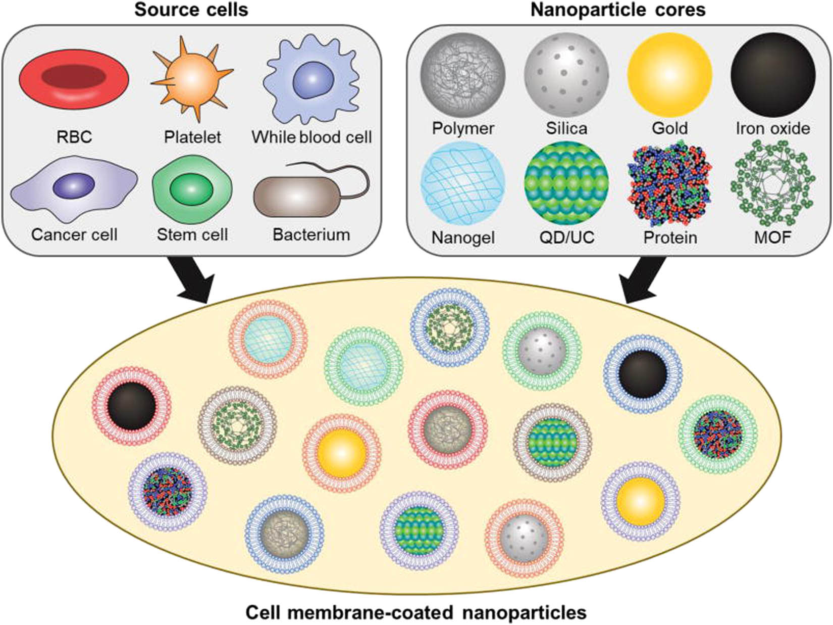 Figure 4 
                  A drawing of nanoparticles with cell membrane coatings. Membrane sources for coating nanoparticles. Each cell membrane type may use different features to offer functionality to nanoparticulate cores, the substance of which can vary depending on the application [53]. Reproduced with permission from the study of Fang et al. [61]. Copyright 2018, WILEY-VCH Verlag GmbH & Co. KGaA, Weinheim.
               