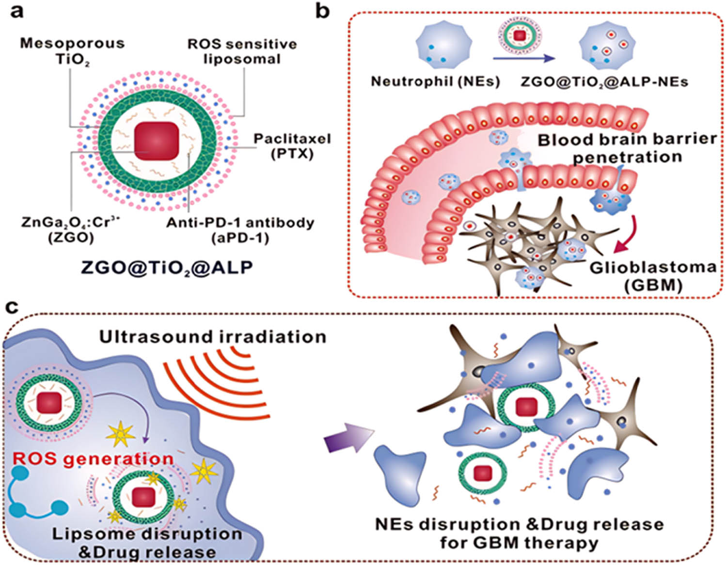 Figure 6 
                  Schematic illustration of hollow TiO2 covered persistent luminescent nanosensitizer for ultrasound amplified chemo/immuno GBM therapy. (a) Composition of ZGO@TiO2@APL. “A” represents anti‐PD‐1 antibody, “L” represents liposome, and “P” represents PTX in the abbreviation “ALP”. (b) BBB penetration process of ZGO@TiO2@APL‐NEs. ZGO@TiO2@APL was loaded by neutrophils to form ZGO@TiO2@APL‐NEs in vitro. The injected ZGO@TiO2@APL‐NEs could be attracted by the inflammation in GBM to traverse the BBB. (c) Ultrasound-triggered drug release from ZGO@TiO2@APL‐NEs for GBM therapy. Activated by ultrasound, ROS was generated from ZGO@TiO2@ALP to break up liposome coverage for PTX, and an anti‐PD‐1 antibody was released to kill the tumor and induce local inflammation, which in turn attracted more ZGO@TiO2@ALP‐NEs to GBM sites for sustained therapy [97]. Reproduced with permission from the study of Li et al. [97]. Copyright 2021, Advanced Science, published by Wiley-VCH GmbH.
               