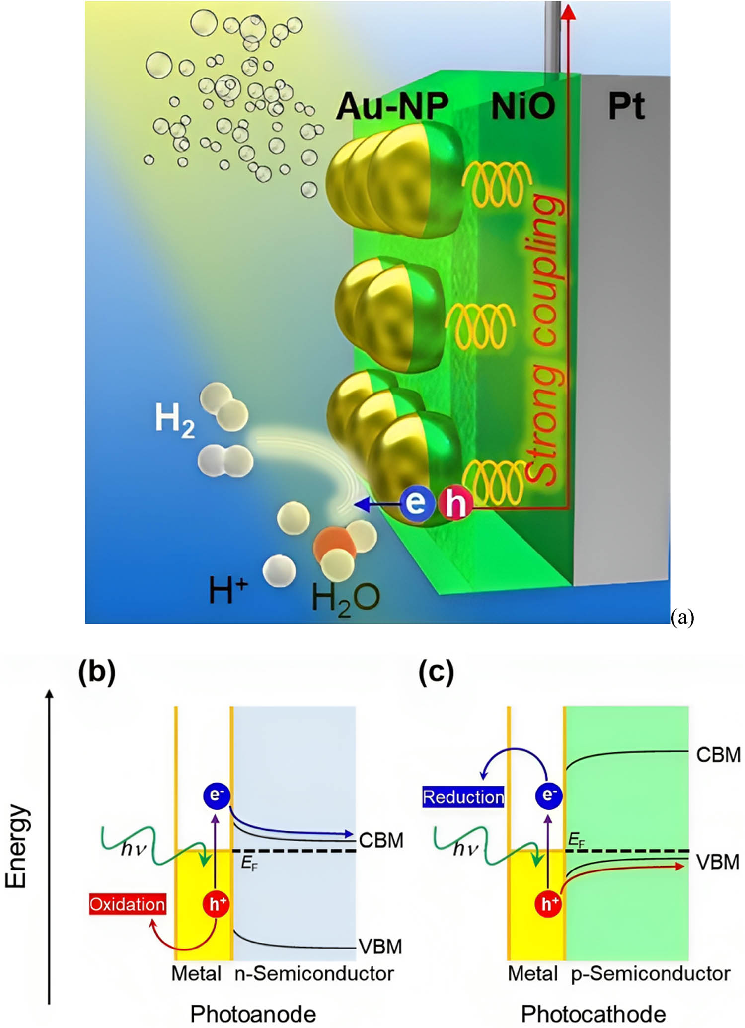 Figure 8 
               (a) The development of a high-performance photocathode, a synergistic structure designed by incorporating GNPs, p-type nickel oxide, and a platinum film under modal strong coupling conditions. This innovative photocathode exhibited remarkable light absorption properties across a wide wavelength range, specifically from 500 to 850 nm, leveraging hybrid modes facilitated by modal strong coupling. The key feature of this design was its ability to enhance hydrogen evolution through water reduction by utilizing hot-electron processes. Notably, this involved the efficient injection of hot holes from GNPs to nickel oxide, showcasing the potential of modal strong coupling to improve photocatalytic processes for hydrogen generation significantly. (b) Hot-electron injection at the interface of a plasmonic metal and an n-type semiconductor. (c) Hot-hole injection at the interface of a plasmonic metal and a p-type semiconductor. CBM, VBM, and EF indicate the conduction band minimum, valence band maximum, and Fermi level, respectively. Copyright with permission from the study of Oshikiri et al. [65].
            
