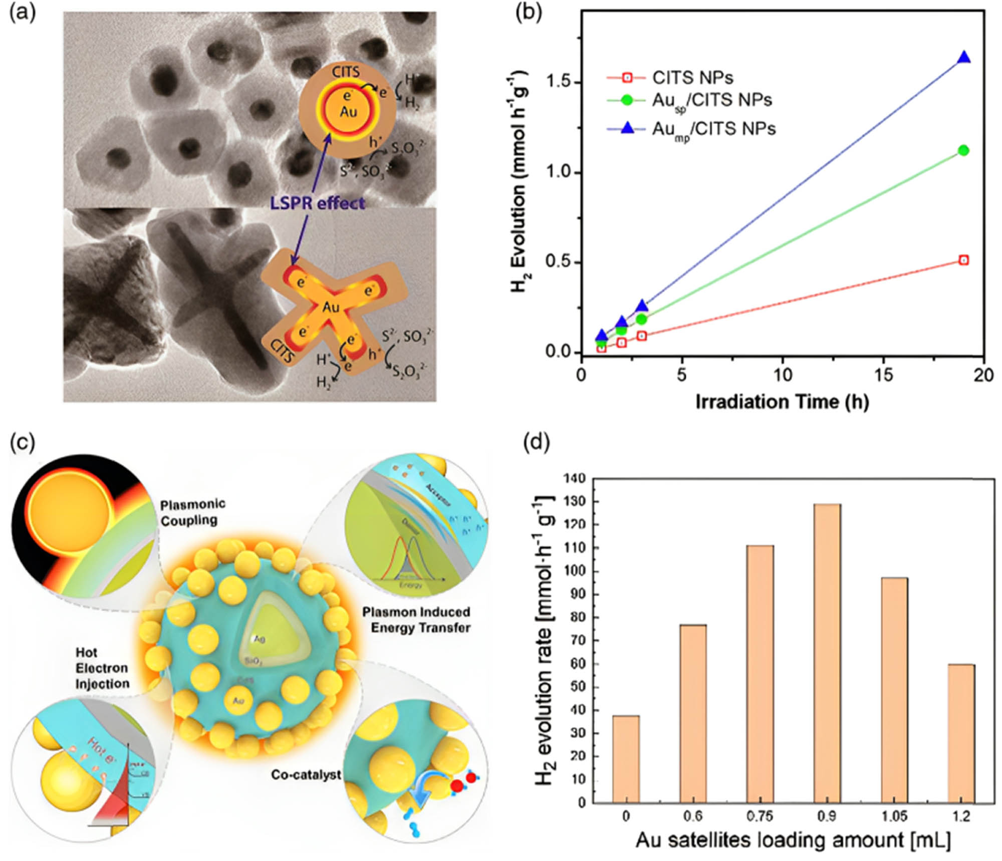 Figure 9 
                  Provides valuable insights into the characteristics and performance of different Au-based nanostructures in catalytic and photocatalytic applications. (a) TEM images showcase two core–shell nanostructure types: Au sphere/CITS and Au multipod/CITS. (b) Results of hydrogen evolution experiments for three different samples: CITS NPs, Au sphere/CITS NPs, and Au multipod/CITS NPs. The graph demonstrates the hydrogen evolution rates over a 19-h reaction period, indicating the catalytic performance of each sample. The comparison shows the enhanced catalytic activity of the Au-based core-shell nanostructures compared to the CITS NPs alone. Copyright 2015, American Chemical Society [72]. (c) A core–shell satellite photocatalyst schematic is depicted. (d) provides insights into the effect of Au loading on the hydrogen evolution rate, indicating the optimal Au loading amount for achieving the highest catalytic activity. Copyright 2021, American Chemical Society [73].
               