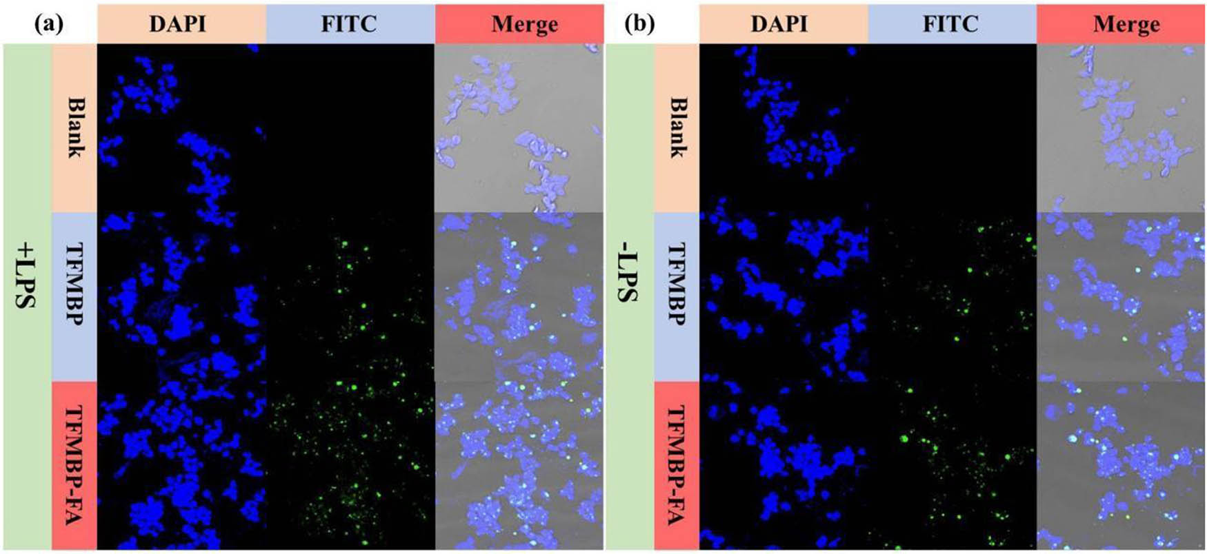 Figure 7
Fluorescent confocal microscopy images of (a) RAW 264.7 cells treated with TFMBP and TFMBP-FA and (b) activated RAW 264.7 cells treated with TFMBP and TFMBP-FA.