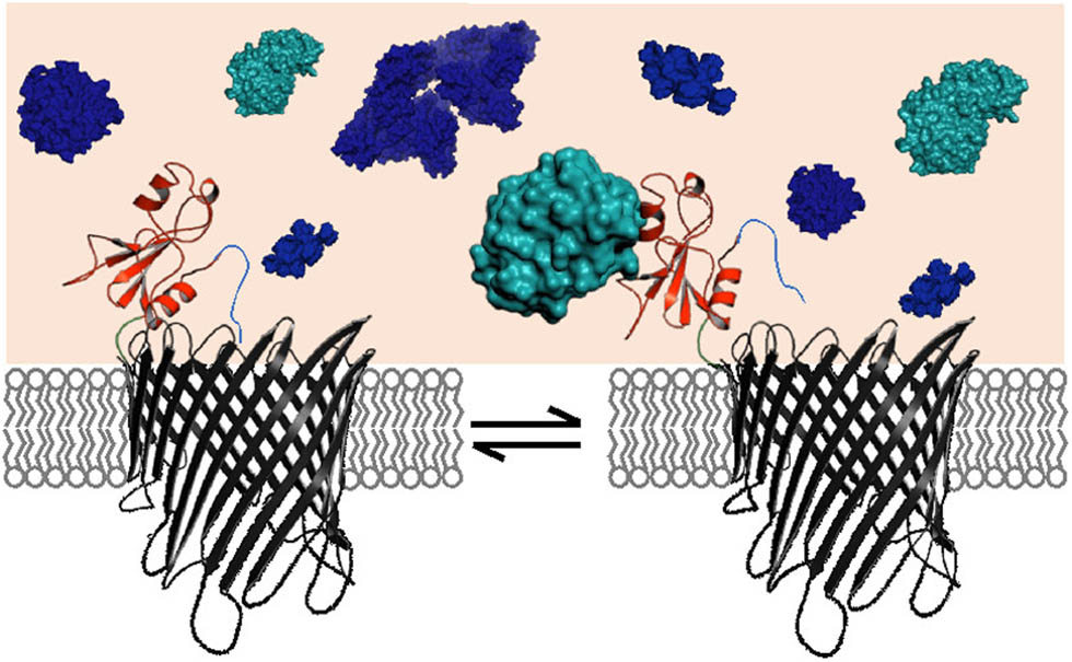 Figure 5 
                  Single-molecule protein detection at single-tethered receptor resolution [77].
               