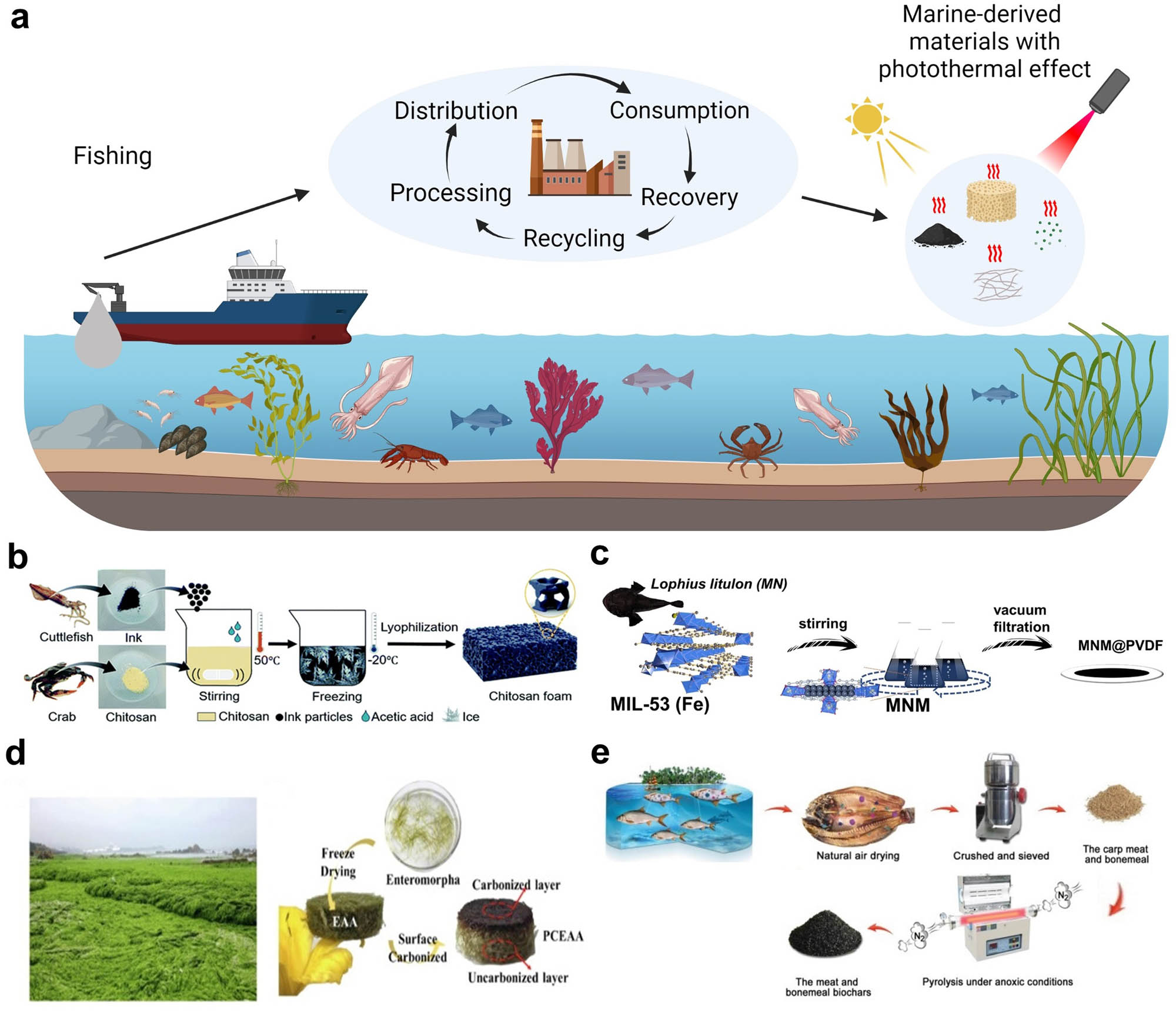 Figure 2 
                  Marine-derived photothermal materials. (a) Illustration of the valorization process of materials from the sea to obtain materials that have or can be modified to have photothermal properties. (b) Schematic presentation of the fabrication of a porous scaffold by mixing cuttlefish ink powder with a chitosan solution at high temperatures. The material is later frozen at −20°C and subjected to lyophilization to obtain a porous material with photothermal properties. Reproduced with permission from Liu et al. [35], Copyright 2021, The Royal Society of Chemistry. (c) Schematic illustration portraying melanin particles that were extracted from Lophius litulon fish skin in water and combined with a metal–organic framework – Fe(iii) benzene dicarboxylate (MIL-53 (Fe)). The homogeneous suspension is then poured into a suction filtration device equipped with a polyvinylidene fluoride (PVDF) membrane to obtain a photothermal evaporator. Reproduced with permission from Wang et al. [57], Copyright 2023, Elsevier B.V. (d) Photograph of the Enteromorpha algae bloom polluting the shores of the Yellow Sea, China, and illustration of the transformation of Enteromorpha algae bloom into a scaffold using the freeze-drying method to obtain a porous material and subsequently developing a partially carbonized surface for photothermal properties. The resulting porous scaffold exhibits self-floating characteristics, resembling jellyfish. Reproduced with permission from Wang et al. [58], Copyright 2022, Elsevier Inc. (e) Illustration of the utilization process of naturally air-dried dead fish by crushing to obtain a powder from carp meat and bonemeal. Later, meat and bonemeal biochars with photothermal properties are obtained through pyrolysis in controlled anoxic conditions. Reproduced with permission from Qiao et al. [59], Copyright 2021, the Authors.
               