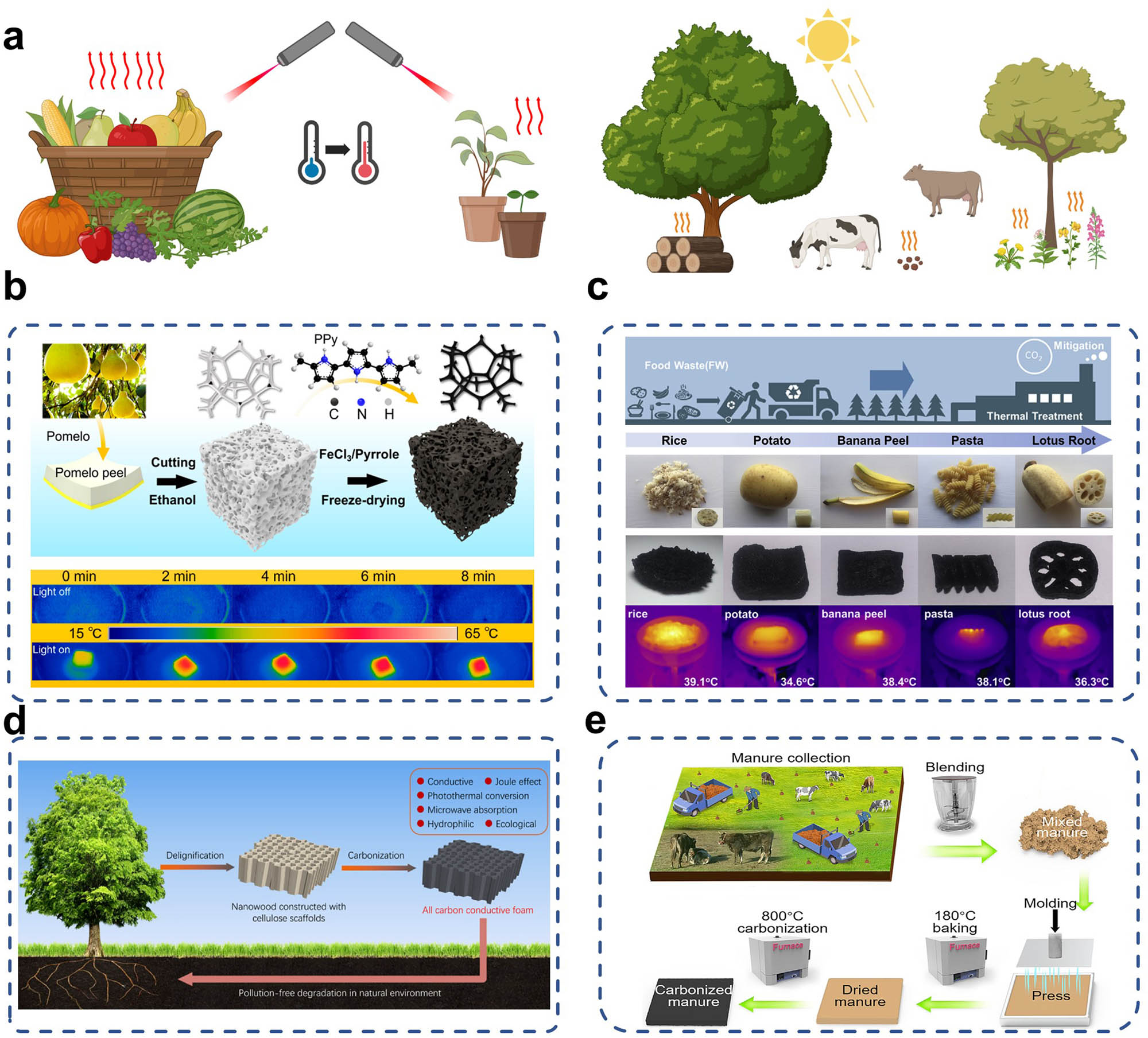 Figure 3 
                  Plant-derived and animal-derived materials and (a) their potential to be used as photothermal platforms. (b) Visual representation of the fabrication process of pomelo peel functionalized with PPy for photothermal solar absorber application. The naturally existing interconnected porous framework of pomelo peel can act as a sponge-like template with photothermal properties attributed to the presence of PPy. Reproduced with permission from Zhang et al. [83], Copyright 2020, American Chemical Society. (c) Converting food wastes into carbonized materials with photothermal properties for use as solar evaporators. The carbonaceous food wastes have the capacity to trap solar heat, primarily owing to their broad optical absorption in the entire solar radiation spectrum. Reproduced with permission from Zhang et al. [84], Copyright 2019 Elsevier Ltd. (d) Schematic illustration of the preparation and characteristics of wood-derived ACCF. Natural wood owes its remarkable photothermal conversion ability and unique Joule-heating effect to delignification and carbonization. Reproduced with permission from Wang et al. [46], Copyright 2023, Elsevier Ltd. (e) Scheme showing the preparation of carbonized manure for solar evaporator application. Microchannels in carbonized manure trap the incoming light, low thermal conductivity permits heat localization and randomly arranged black carbon fibers create microchannels that pump the seawater, allowing salt dissipation. Reproduced under CC BY-NC-ND 4.0 license [101], Copyright 2021, The Authors.
               