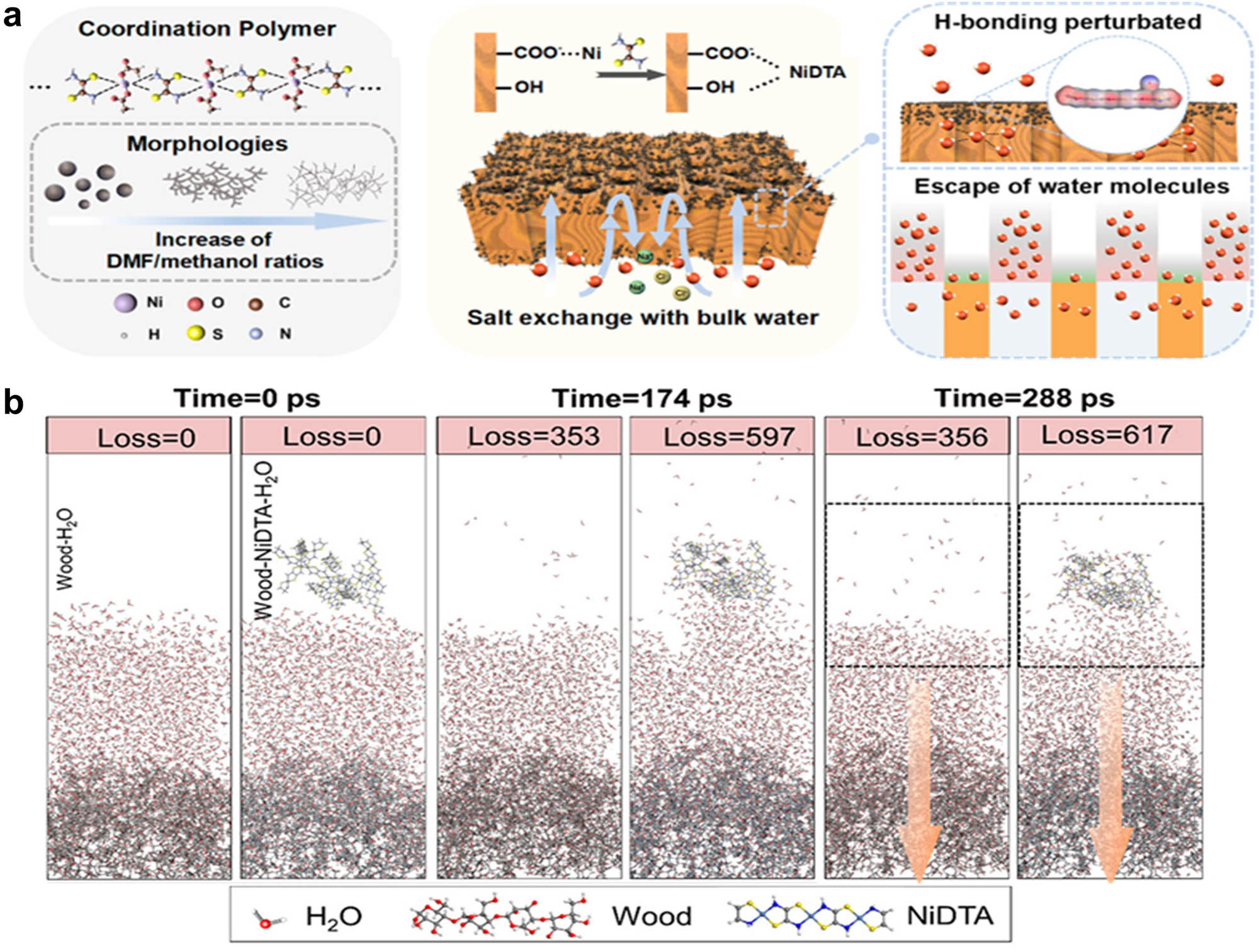 Figure 4 
                  Wood-based evaporator. (a) Schematic illustration of morphological structures of Ni-DTA on the wood channels, as well as improved salt exchange and accelerated water evaporation attributed to the presence of Ni-DTA. (b) Molecular dynamics simulation of wood−water and wood–NiDTA−water evaporators at different times. Reproduced with permission from Sheng et al. [168], Copyright 2023, American Chemical Society.
               