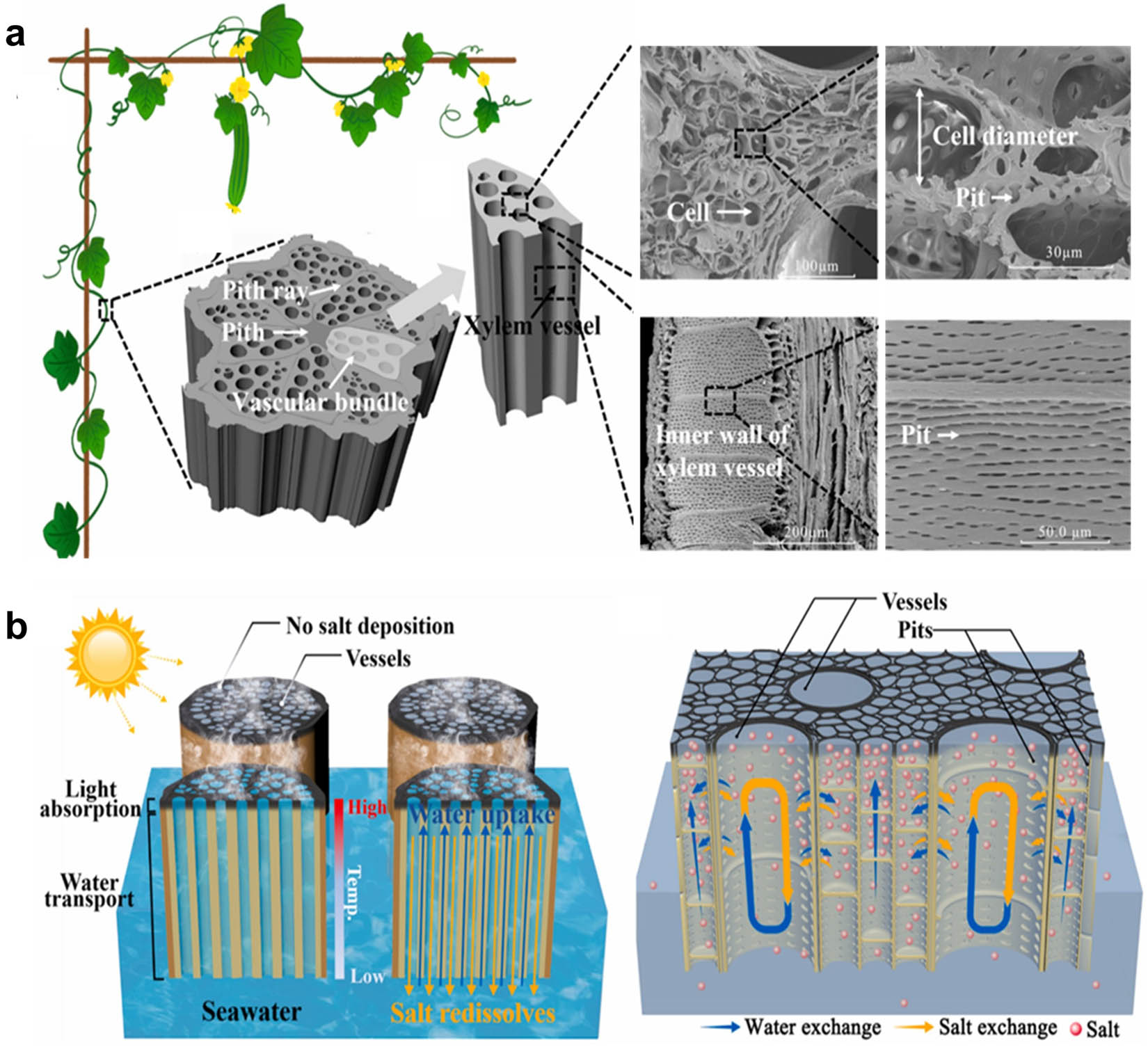Figure 5 
                  Luffa vine-based evaporator. (a) The internal porous structure of natural luffa vine with xylem vessels and piths. (b) Schematic showing water and salt exchange during solar water evaporation. Reproduced with permission from Lv et al. [171], Copyright 2023, Elsevier Ltd.
               