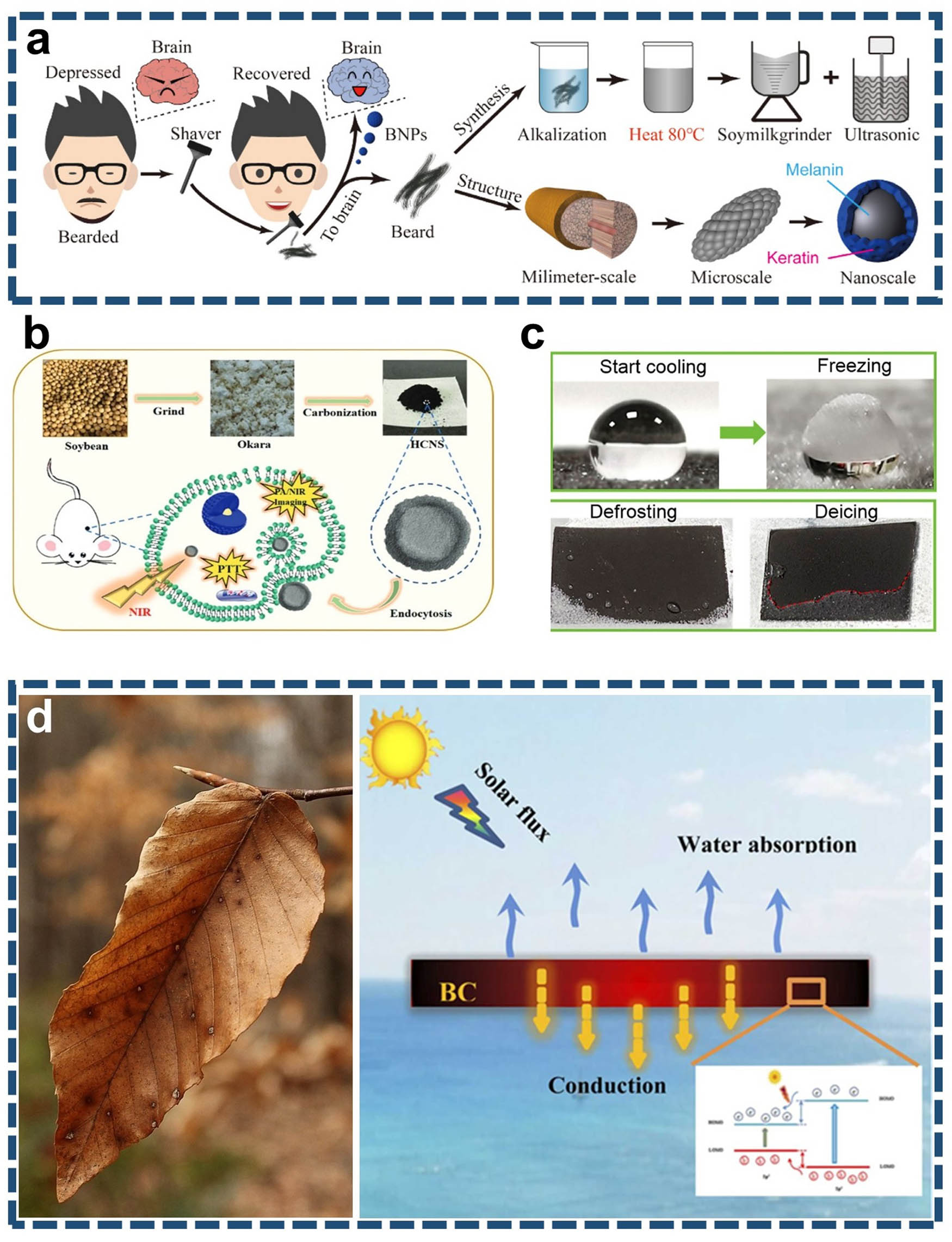 Figure 7 
                  Biomedical, deicing, anti-icing, and environmental applications of photothermal organic waste-derived and bioderived materials. (a) A human beard-derived photothermal drug delivery platform for depression therapy. Reproduced with permission from Zhang et al. [185], Copyright 2020, Elsevier Ltd. (b) Hollow carbon nanospheres derived from biomass by-product okara for imaging-guided photothermal treatment of cancers. Reproduced with permission from Weng et al. [135], Copyright 2019, The Royal Society of Chemistry. (c) Anti-icing/deicing performance of modified biochar coating, representing the freezing and defrosting process of water droplets. Reproduced with permission from Wang et al. [138], Copyright 2022, Elsevier Ltd. (d) Heat transfer diagram of leaves-derived leaf biochar during the solar-driven interfacial evaporation process tested for seawater desalination and sewage treatment. Reproduced with permission from Wang et al. [189], Copyright 2022, Elsevier B.V.
               