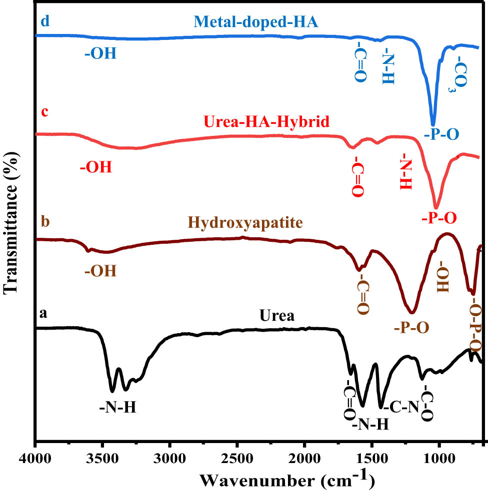 Figure 3 
               FTIR analysis of (a) urea, (b) HA, (c) urea-HA-hybrid, and (d) metal-doped-HA.
            