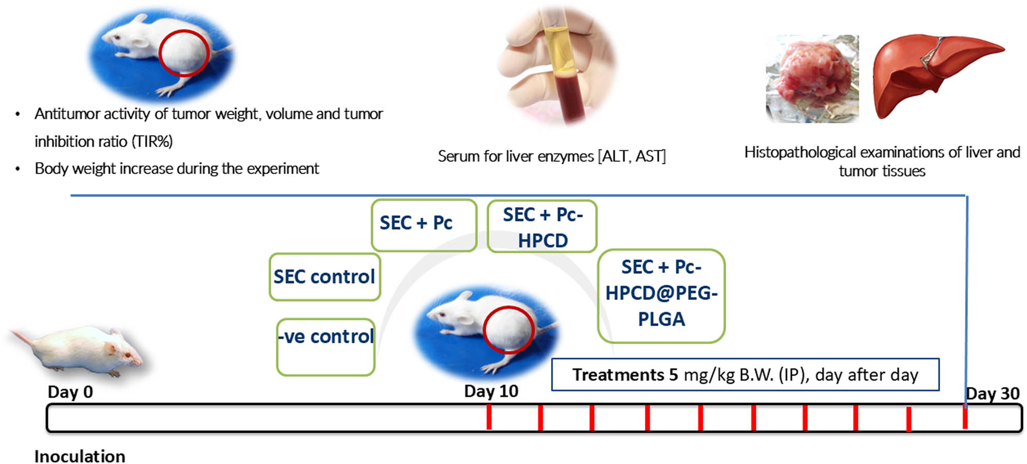 Scheme 3 
                  
                     In vivo experiment workflow.
               