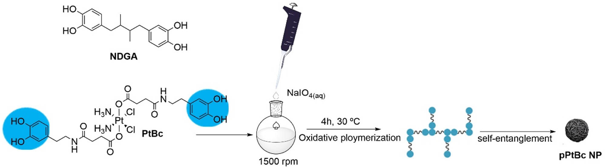 Scheme 1
Schematic protocol for the synthesis of polymeric pPtBC NPs, by reaction of PtBC with sodium periodate (see section 2.3 for more details). For comparison purposes, related nanoparticles were obtained with the same methodology but NDGA as ligand, exhibiting a related topology to that of PtBC, but lacking the Pt(iv) ion.