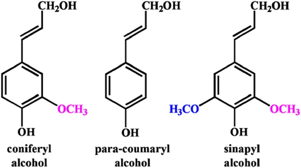 Figure 2 
                  3D structure of lignin [72].
               