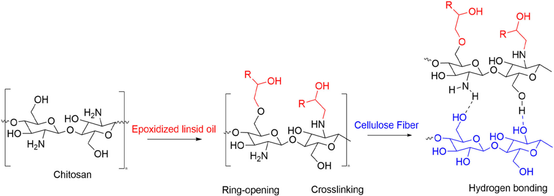 Figure 4 
                  Chitosan, epoxy, and wood fibers molecular reaction [78].
               