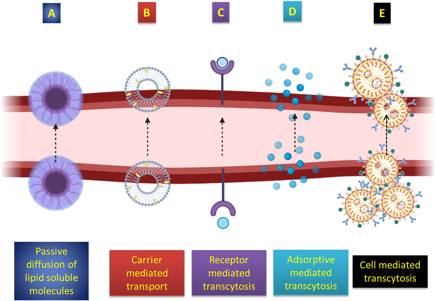 Figure 4 
                  Illustration depicting the ways by which drugs traverse the BBB.
               