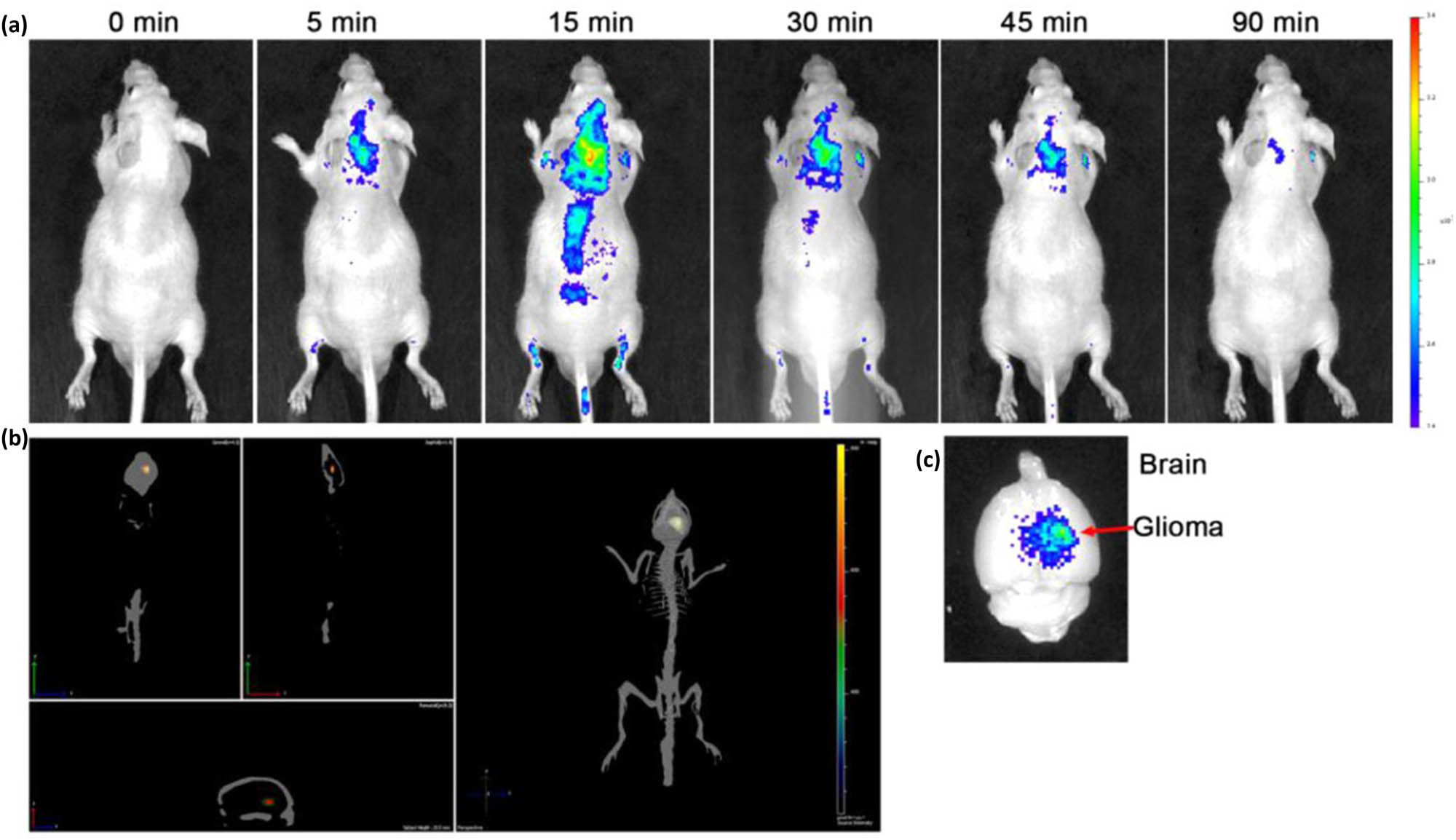 Figure 10 
               Imaging of glioma-bearing mice was conducted both in vivo and ex vivo following the administration of CD-Asp via intravenous injection into the tail. (a) The temporal distribution of CD-Asp throughout the entire body upon injection. (b) The brain’s distribution of CD-Asp 20 min after injection is visualized by three-dimensional reconstruction. (c) Imaging of the brain ex vivo 90 min post-injection of CD-Asp. Reproduced with permission from Zheng et al. [168], © © 2015 American Chemical Society.
            