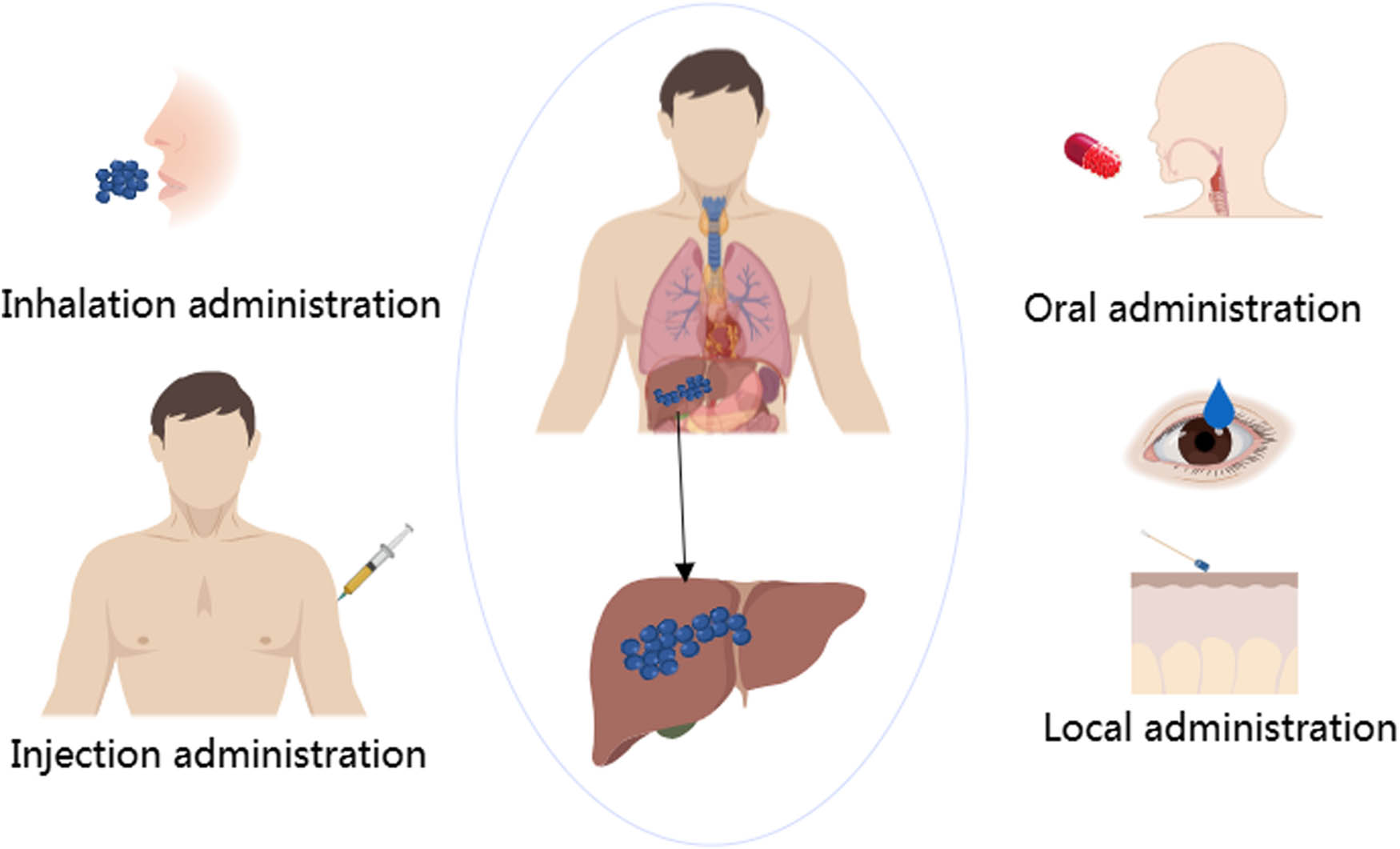 Figure 2 
               Drug delivery pathway of nanoparticles.
            