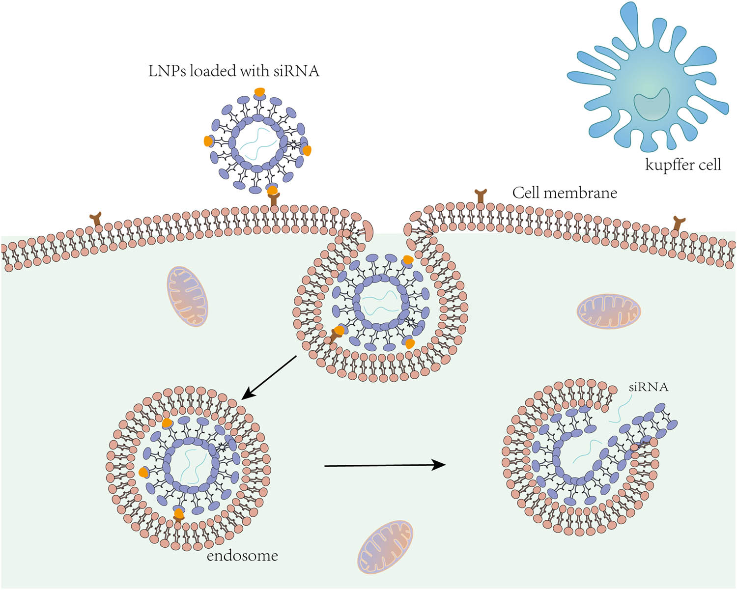 Figure 3 
                  Lipid nanoparticles loaded with siRNA enter liver cells.
               