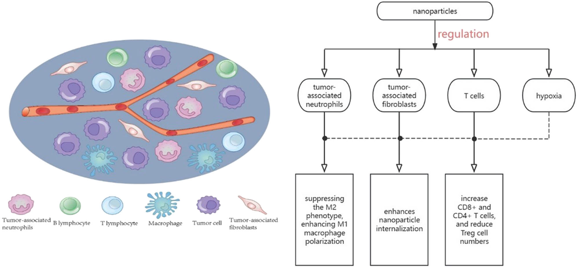 Figure 5 
                  TME is composed of immune cells, non-immune components, and extracellular matrix, including T cells, B cells, TAMs, extracellular matrix, and cytokines. Nanoparticles can play an important role in tumor development by regulating the composition of TME.
               