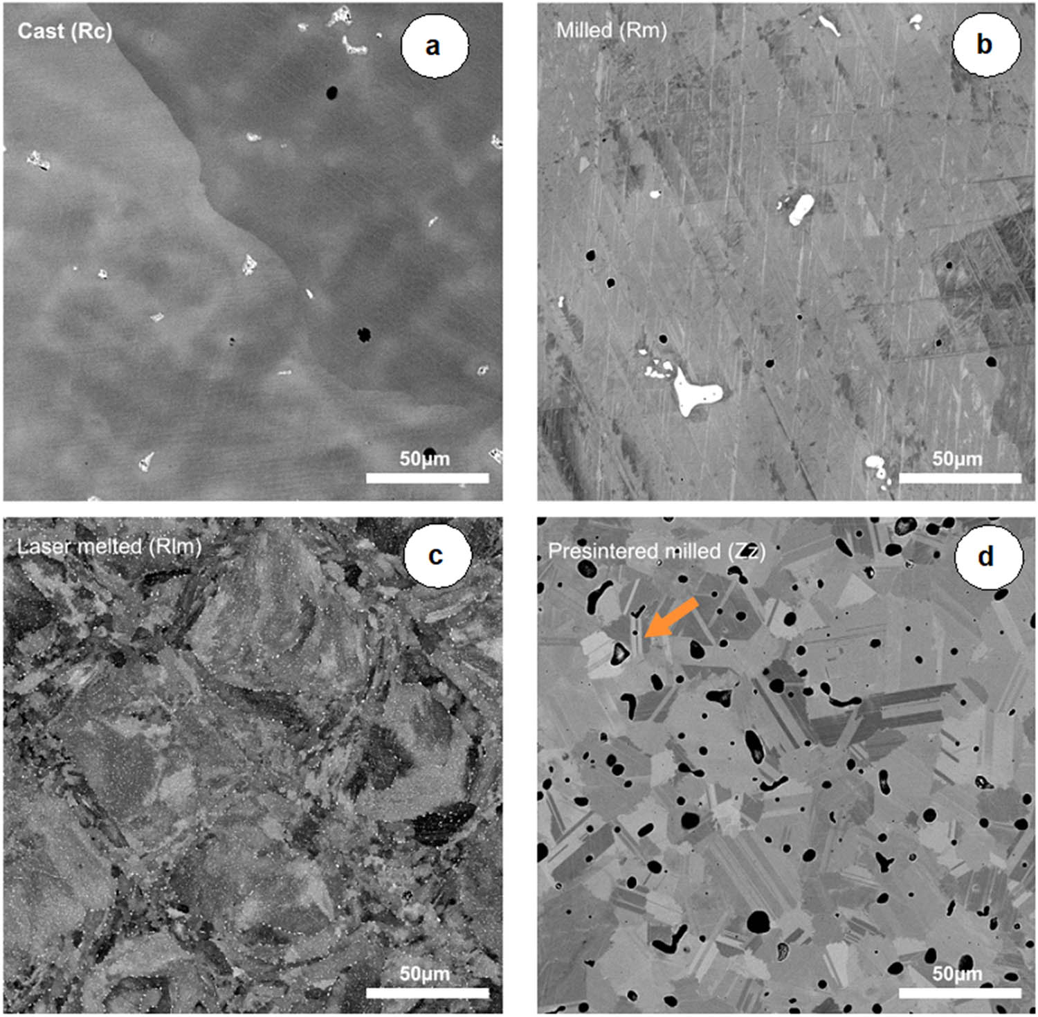 Figure 5 
                     The backscatter micrographs of heat-treated specimens: (a) Cast specimen with large grains, dendrites (darker gray), and white secondary phase particles (lighter gray), grain size >1 mm. (b) Milled specimen with secondary phase particles (white) along glide planes, possibly due to prior material deformation. (c) Laser melted specimens with ordered grain morphology typical for the process, grain size 20–100 mm, represented by channeling and/or strain contrast. (d) Presintered milled specimens showing many pores (black), grain size 10–100 mm, and twin boundaries with twinned grains (orange arrow) due to channeling contrast. Original magnification: ×1,000 ((a), (b), (d)), ×2,000 (c). Reproduced from the study of Kassapidou et al. [52], published by Elsevier, 2023.
                  