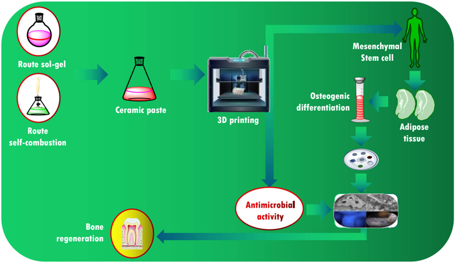 Figure 6 
                  Effect of synthesis on the antimicrobial response of β-TCP/Mg with potential applications in the regeneration of dental tissue: 3D printing of ceramic paste in a β-TCP/Mg/bioglass system.
               